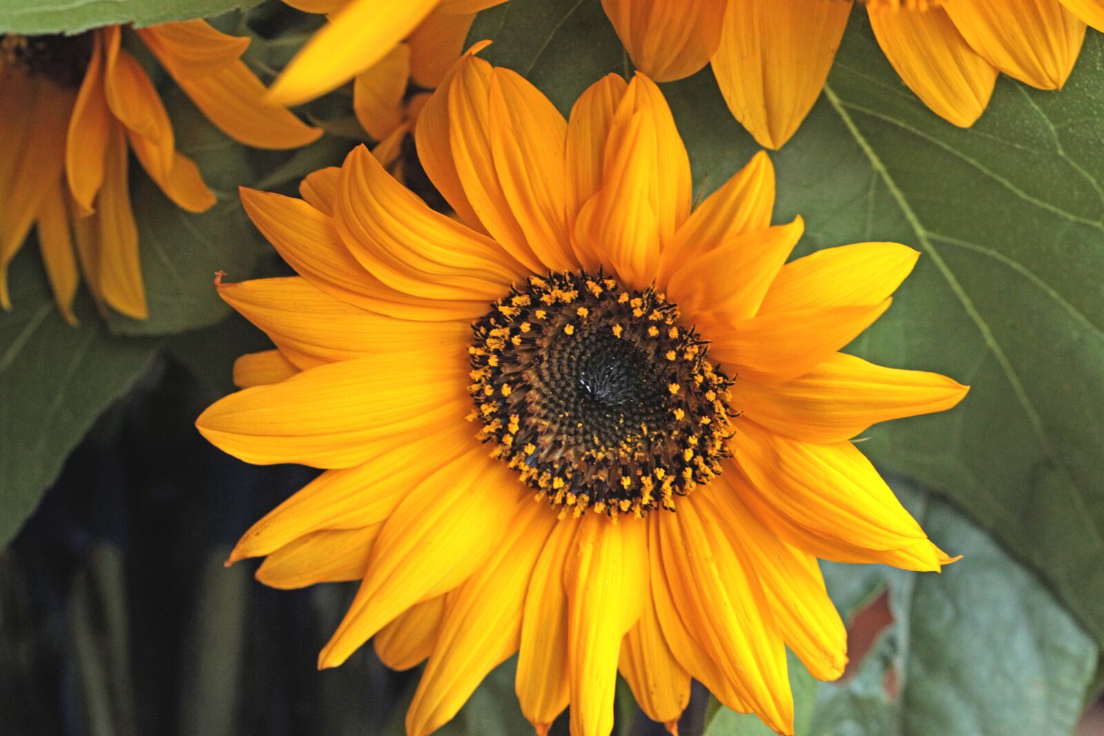 Canon EOS 5D Mark II sample photo. Sunflower, flower, flowering photography