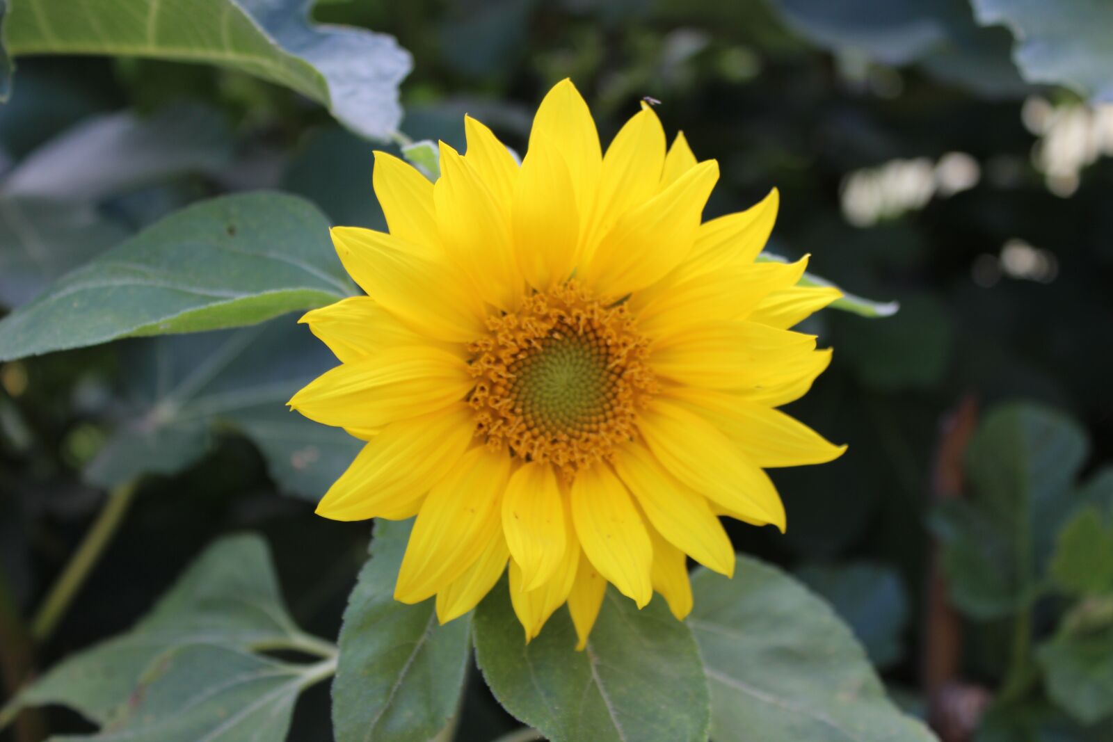 Canon EOS 600D (Rebel EOS T3i / EOS Kiss X5) sample photo. Sunflower, blossom, bloom photography