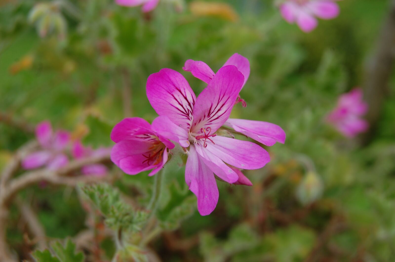 Nikon D40 sample photo. Pink, pelargonium, bright photography