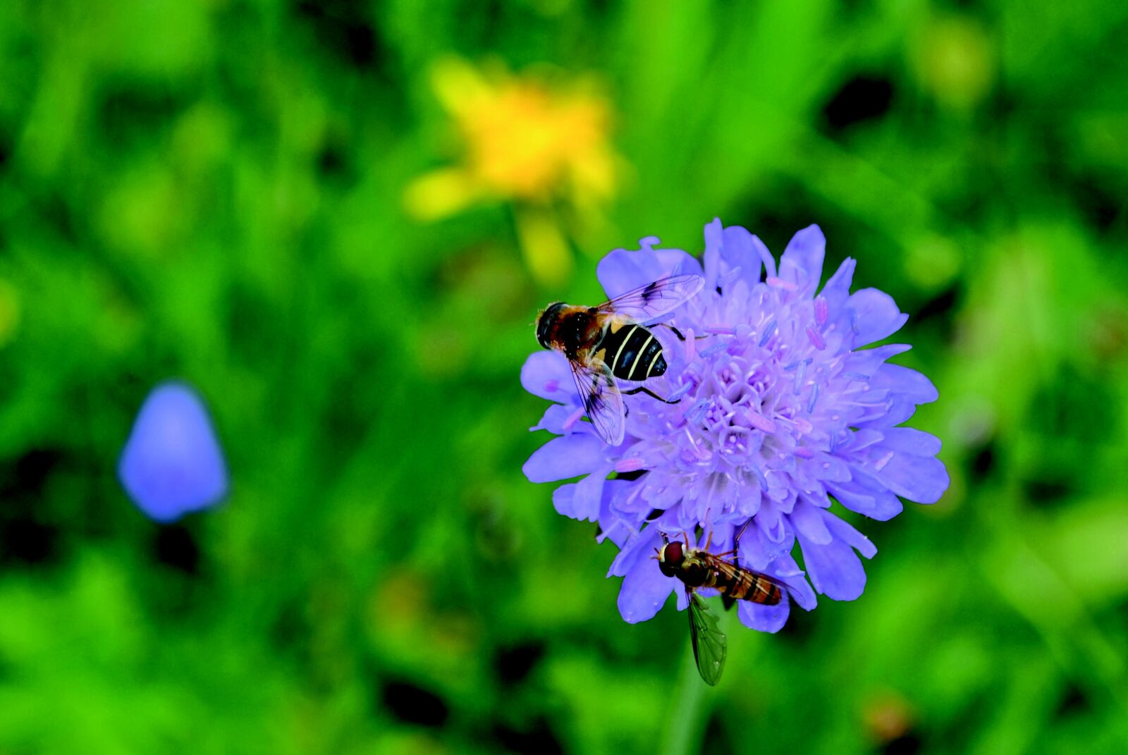 Nikon D3000 sample photo. Bee, wasp, insect photography