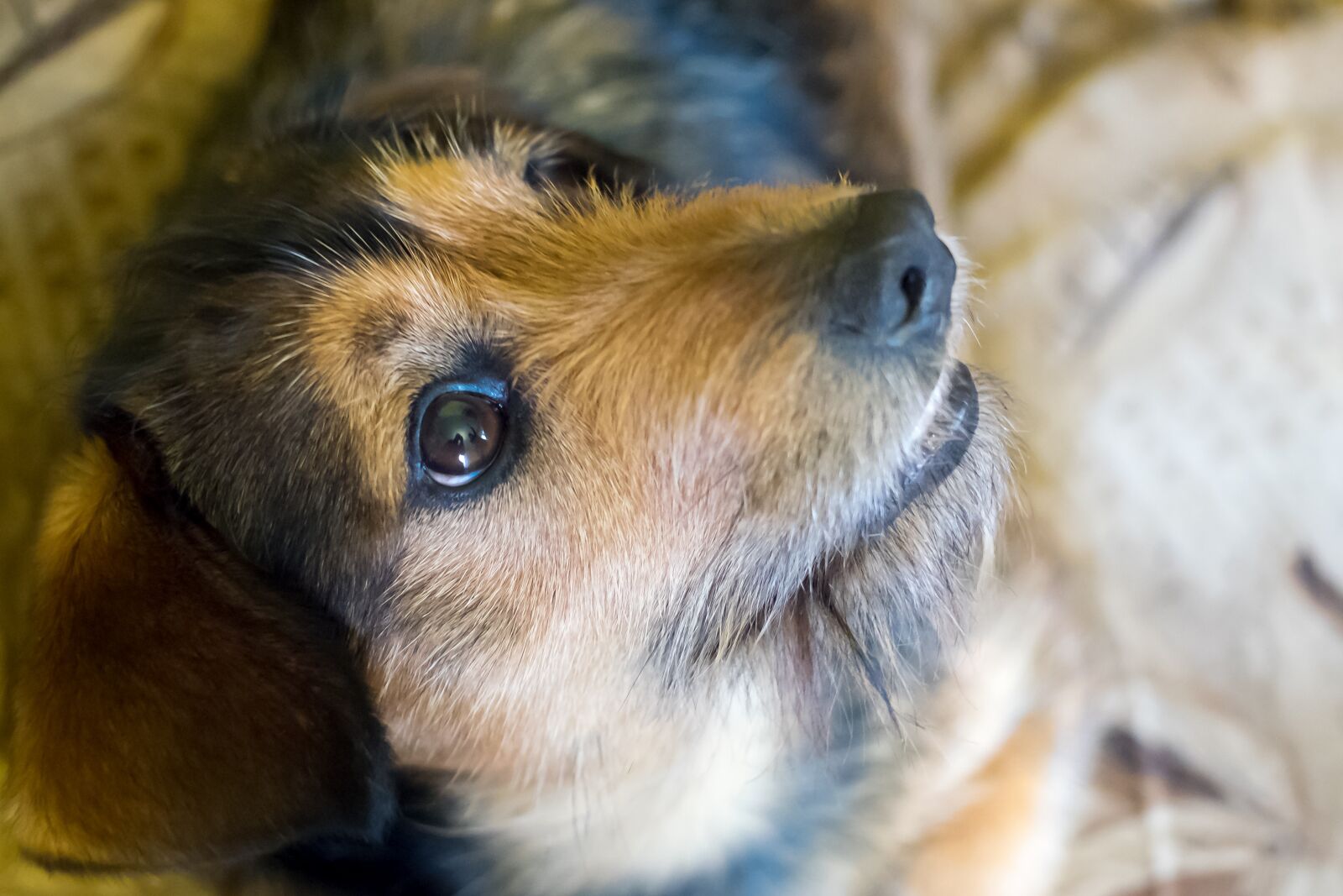 Fujifilm X-T10 sample photo. Animals, charming, mammals photography