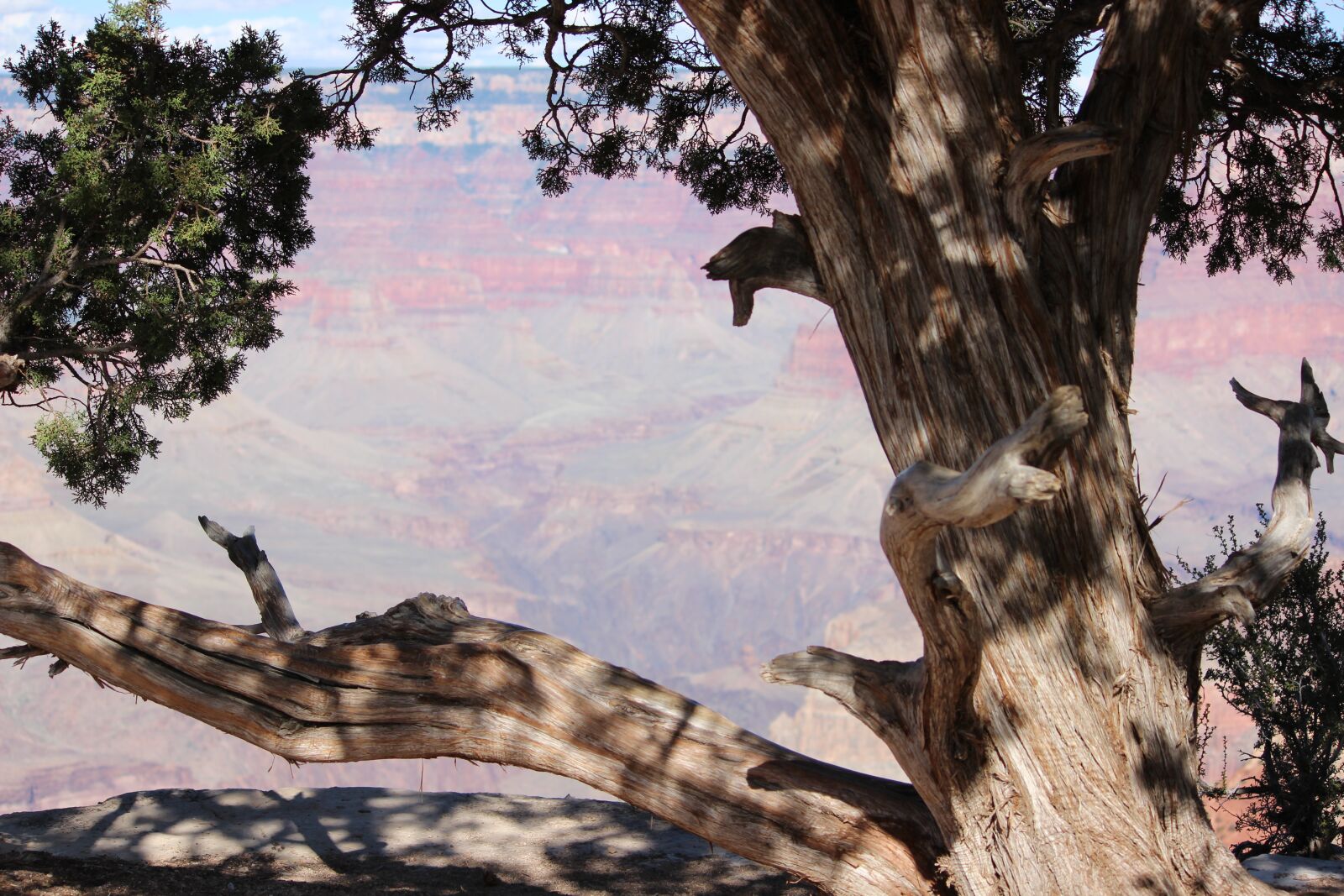 Canon EOS 600D (Rebel EOS T3i / EOS Kiss X5) + Canon EF-S 55-250mm F4-5.6 IS II sample photo. Grand canyon, tree, nature photography