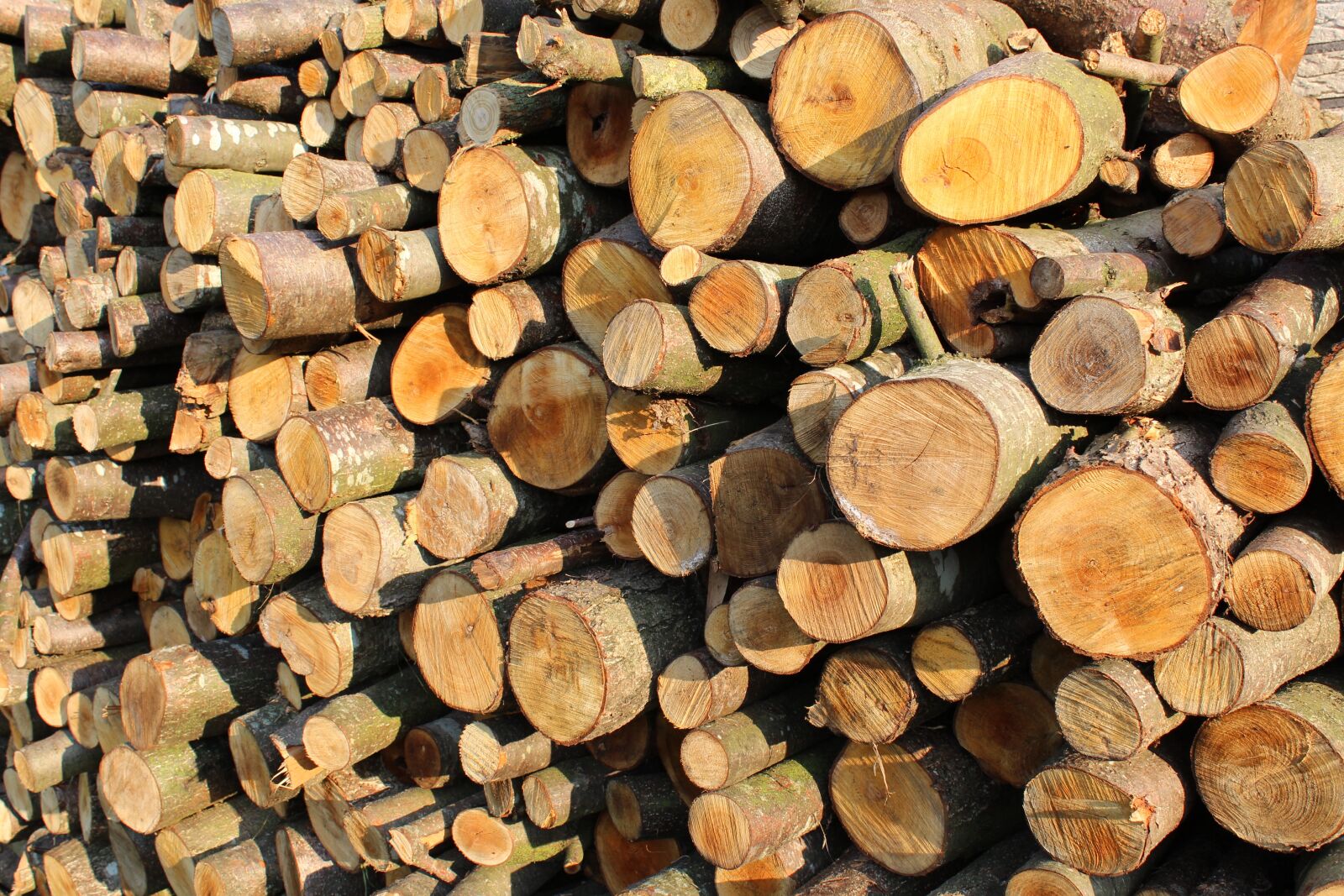 Canon EOS 600D (Rebel EOS T3i / EOS Kiss X5) sample photo. Firewood, wood, timber photography