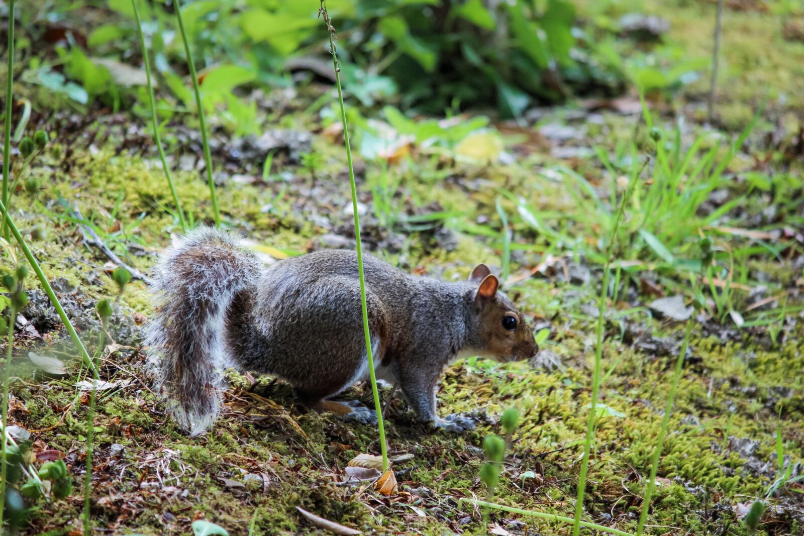 Canon EF-S 55-250mm F4-5.6 IS II sample photo. Squirrel, cornwall, nature photography