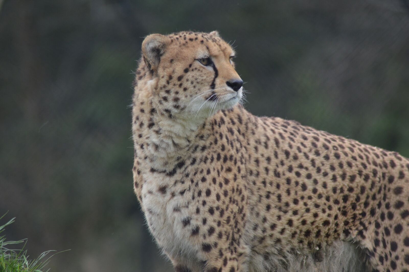 Nikon D3200 sample photo. Cheetah, big cat, zoo photography