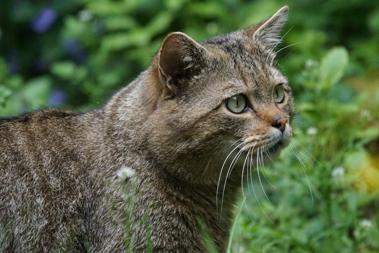 Sony ILCA-77M2 + Sony 70-400mm F4-5.6 G SSM sample photo. Wildcat, forest cat, predator photography