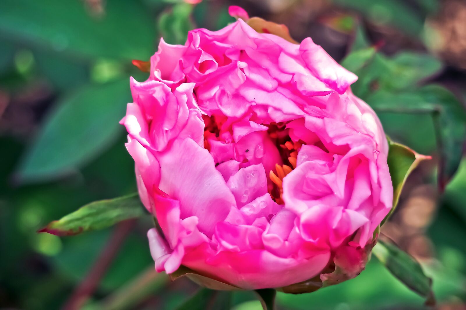 Olympus OM-D E-M10 sample photo. Peony, rose, blossom photography