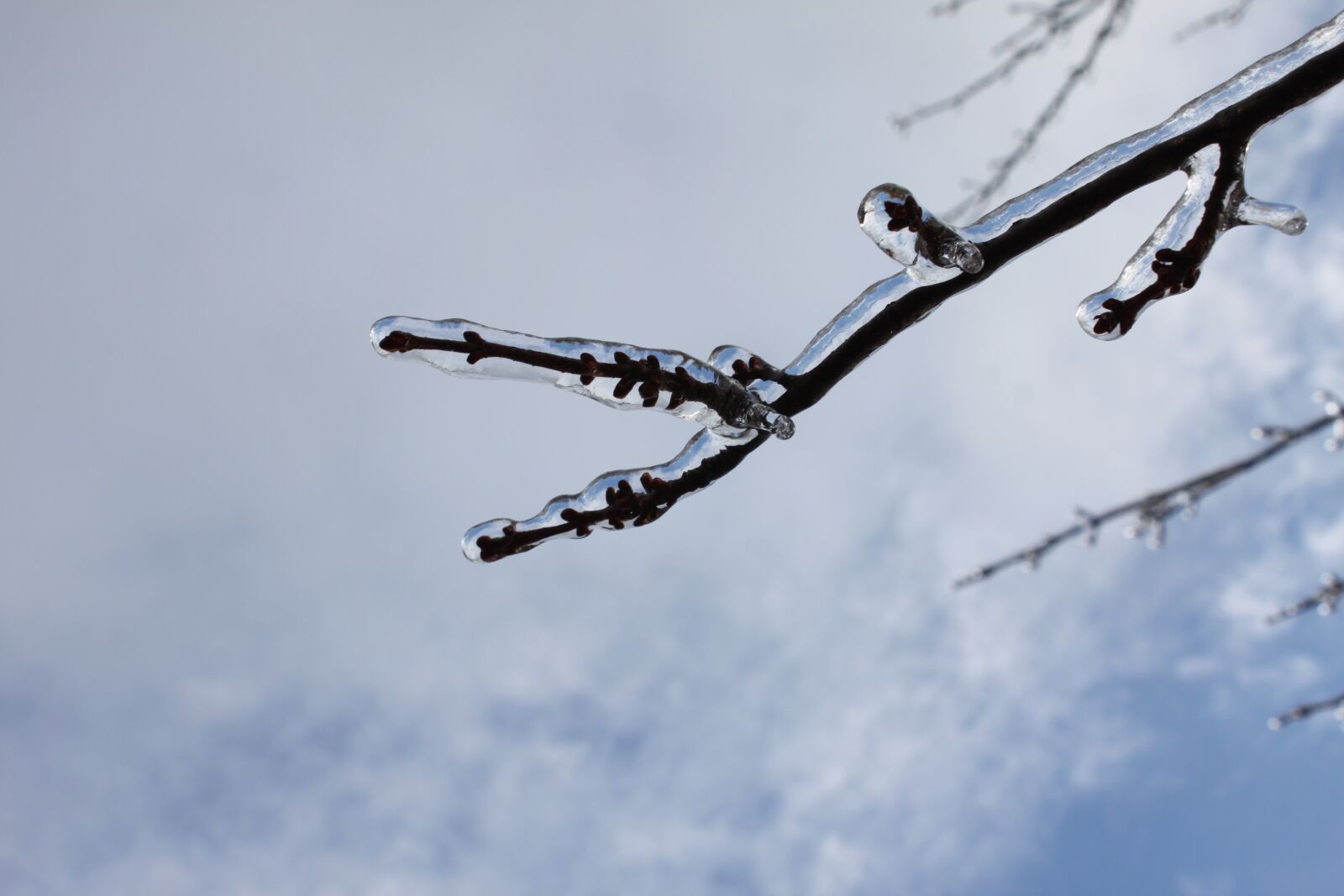 Canon EOS 500D (EOS Rebel T1i / EOS Kiss X3) sample photo. Branch, ice, winter photography