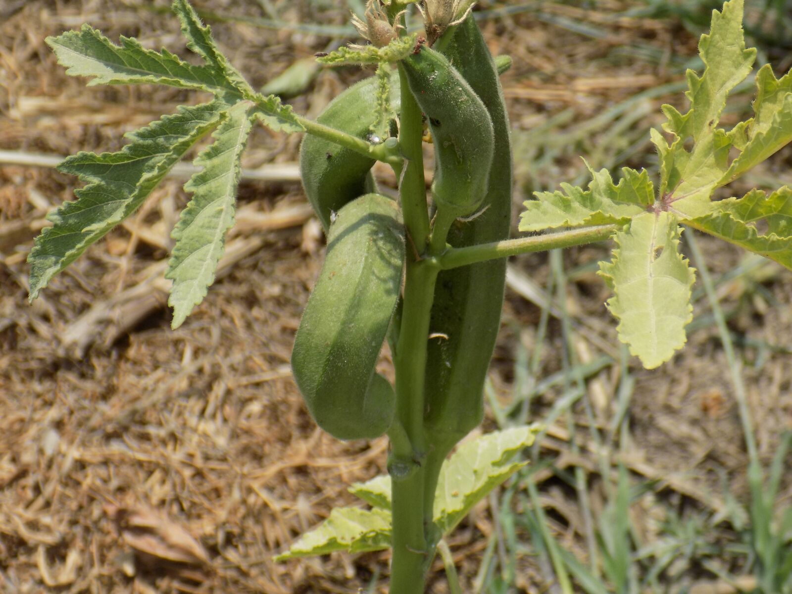 Nikon COOLPIX L340 sample photo. Okra, bhindi, vegetable photography