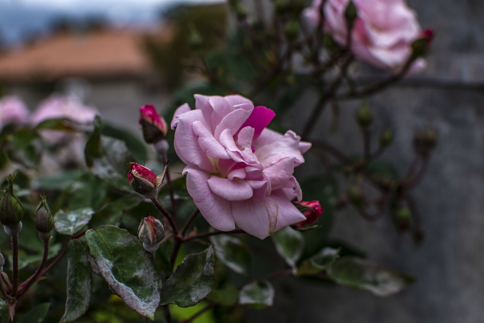 Nikon D600 sample photo. Rosa, flower, nature photography