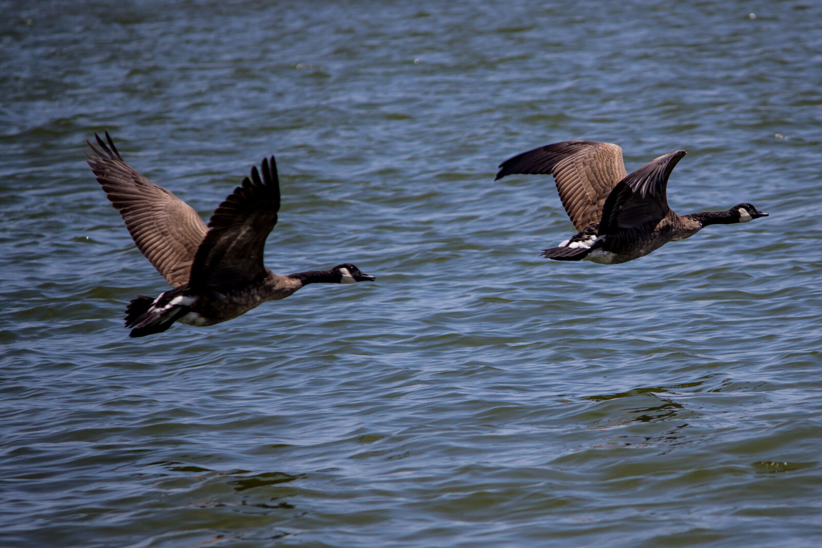 Canon EOS 600D (Rebel EOS T3i / EOS Kiss X5) sample photo. Geese photography