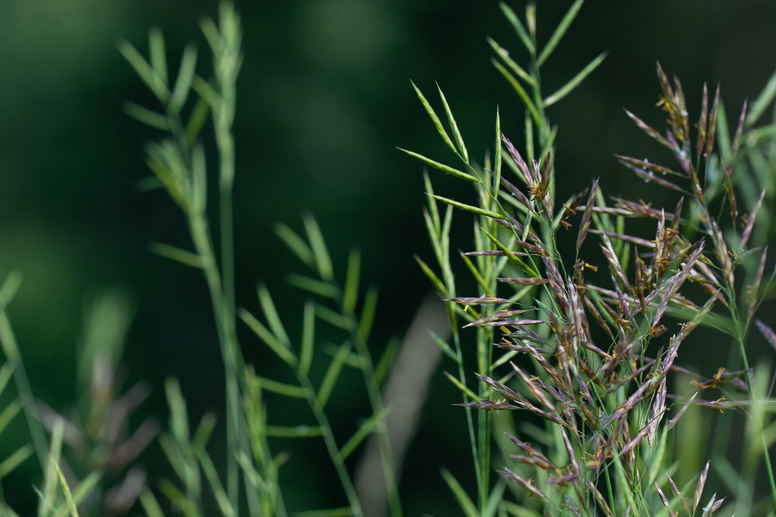 Nikon D7100 sample photo. Grasses, blades of grass photography