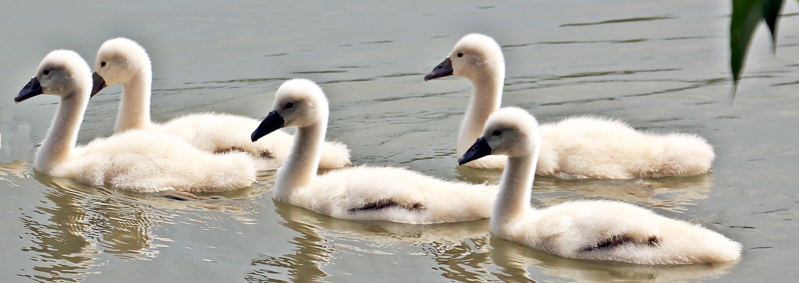 Canon EOS 550D (EOS Rebel T2i / EOS Kiss X4) sample photo. Swan, swan-baby, baby swan photography