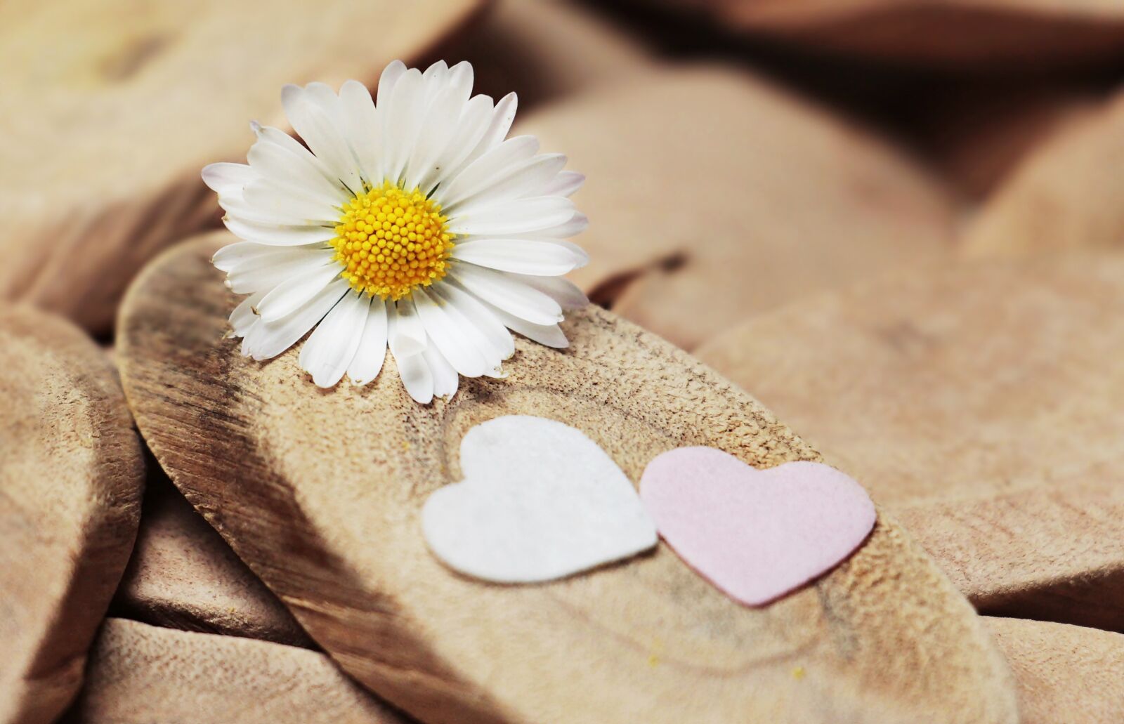 Canon EOS 100D (EOS Rebel SL1 / EOS Kiss X7) sample photo. Daisy, heart, herzchen photography