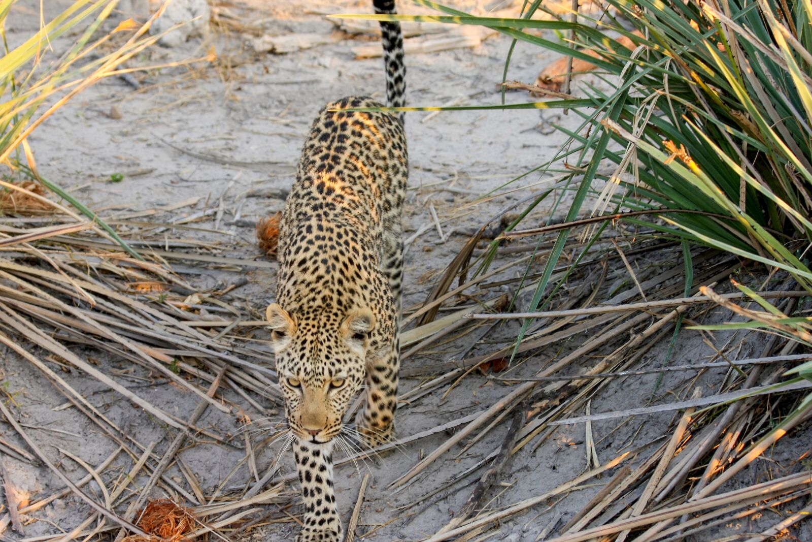 Canon EOS 40D sample photo. Leopard, africa, botswana photography