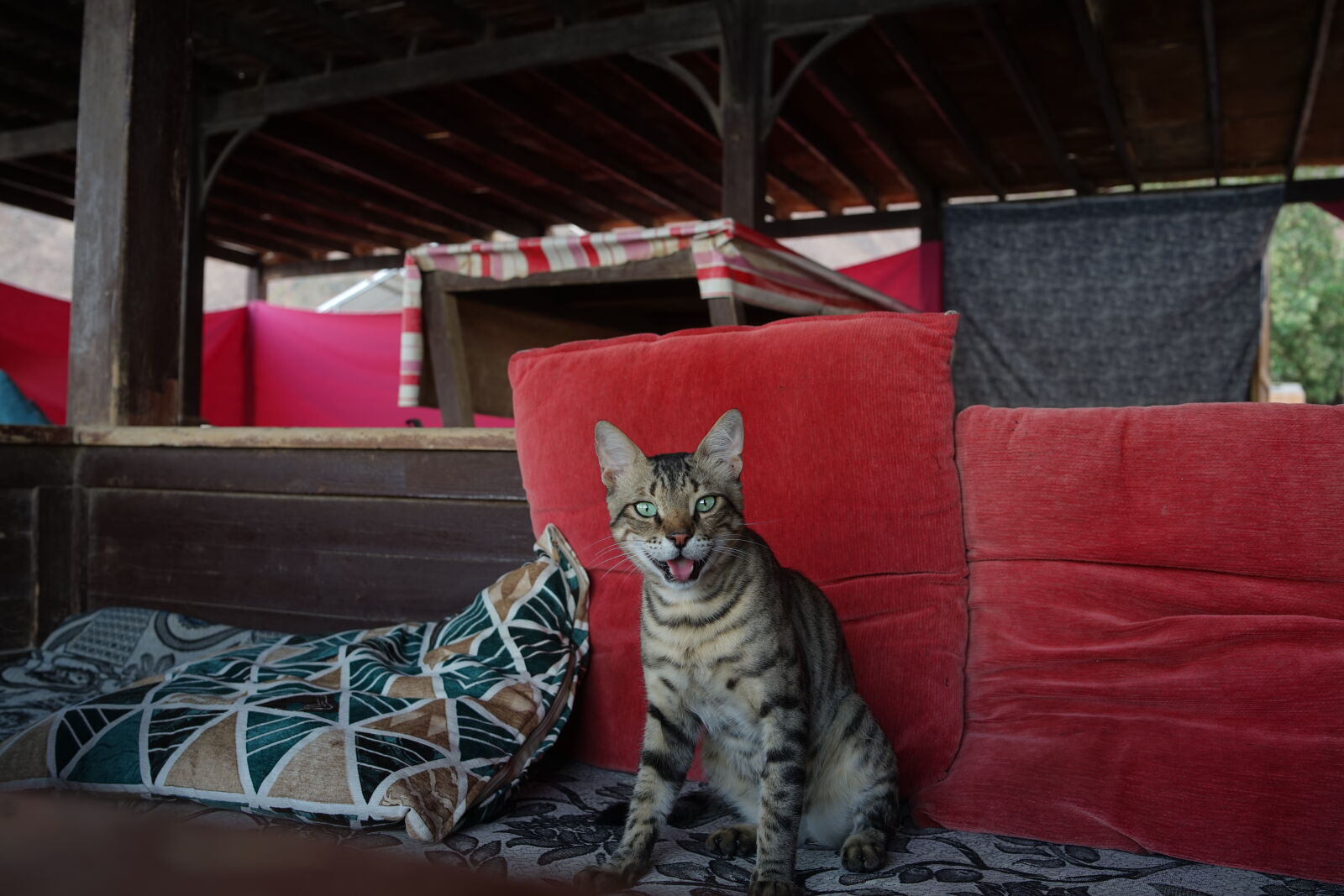 Sony a7 sample photo. Cat photography