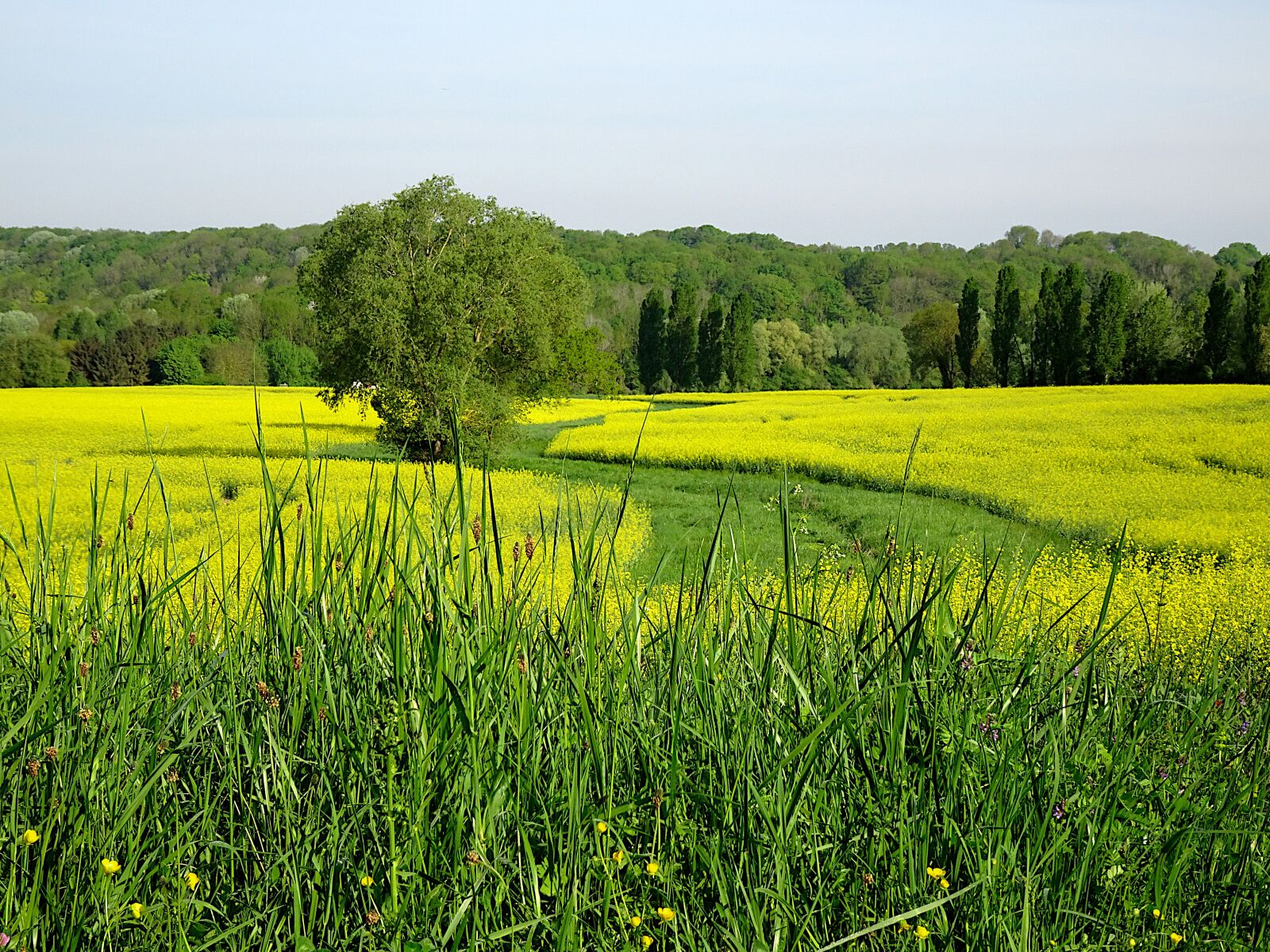 Sony Cyber-shot DSC-HX90V sample photo. Rapeseed, field of rapeseed photography