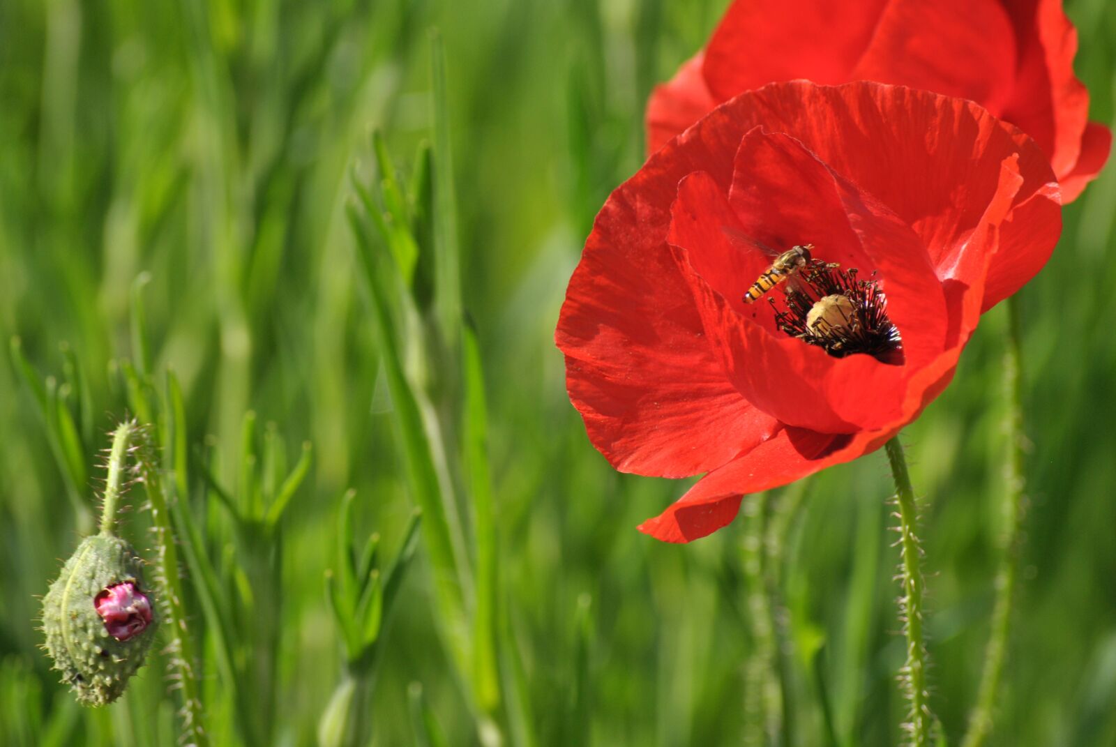 Nikon D3000 sample photo. Poppy, flower, spring photography
