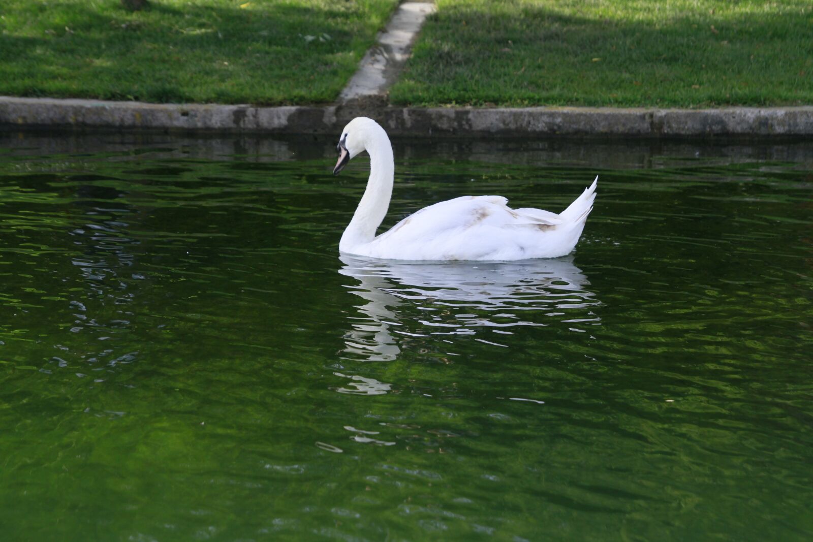 Canon EOS 7D sample photo. Swan, water, lake photography