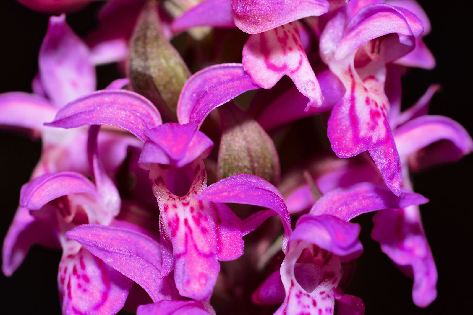 Nikon D5200 sample photo. Orchid, blossom, bloom photography