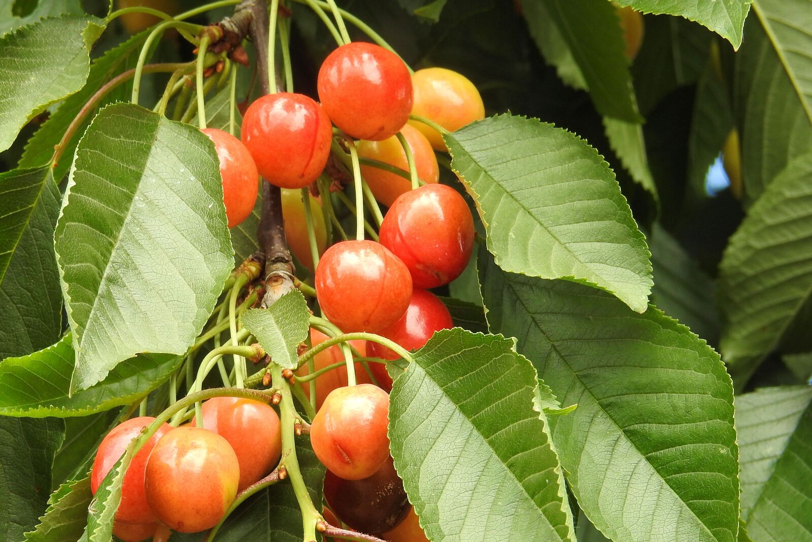 Nikon Coolpix P900 sample photo. Cherries, cherry tree, leaves photography