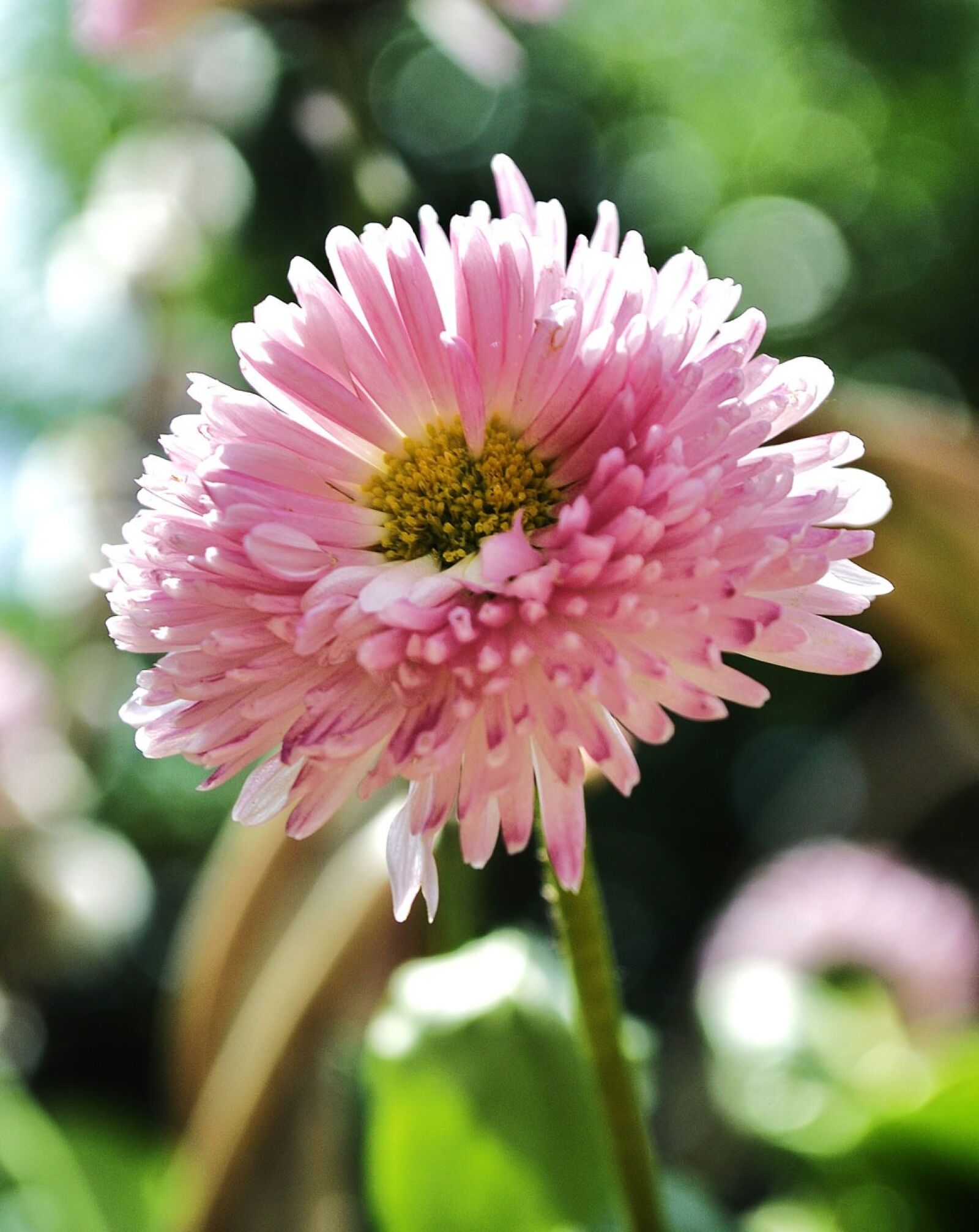 Nikon D5000 sample photo. Flower, plant, garden photography