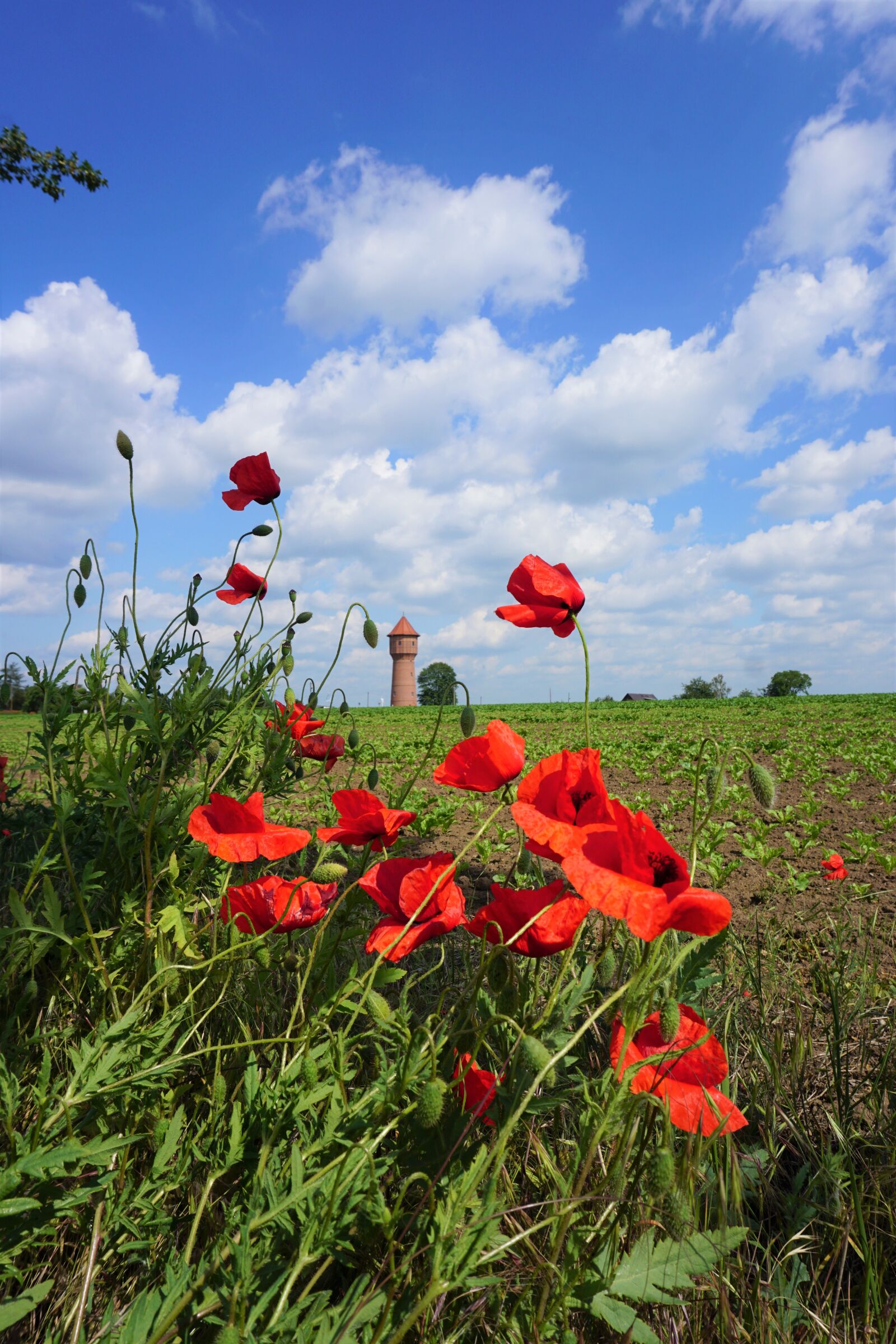 Sony a6000 sample photo. Poppy, field, nature photography