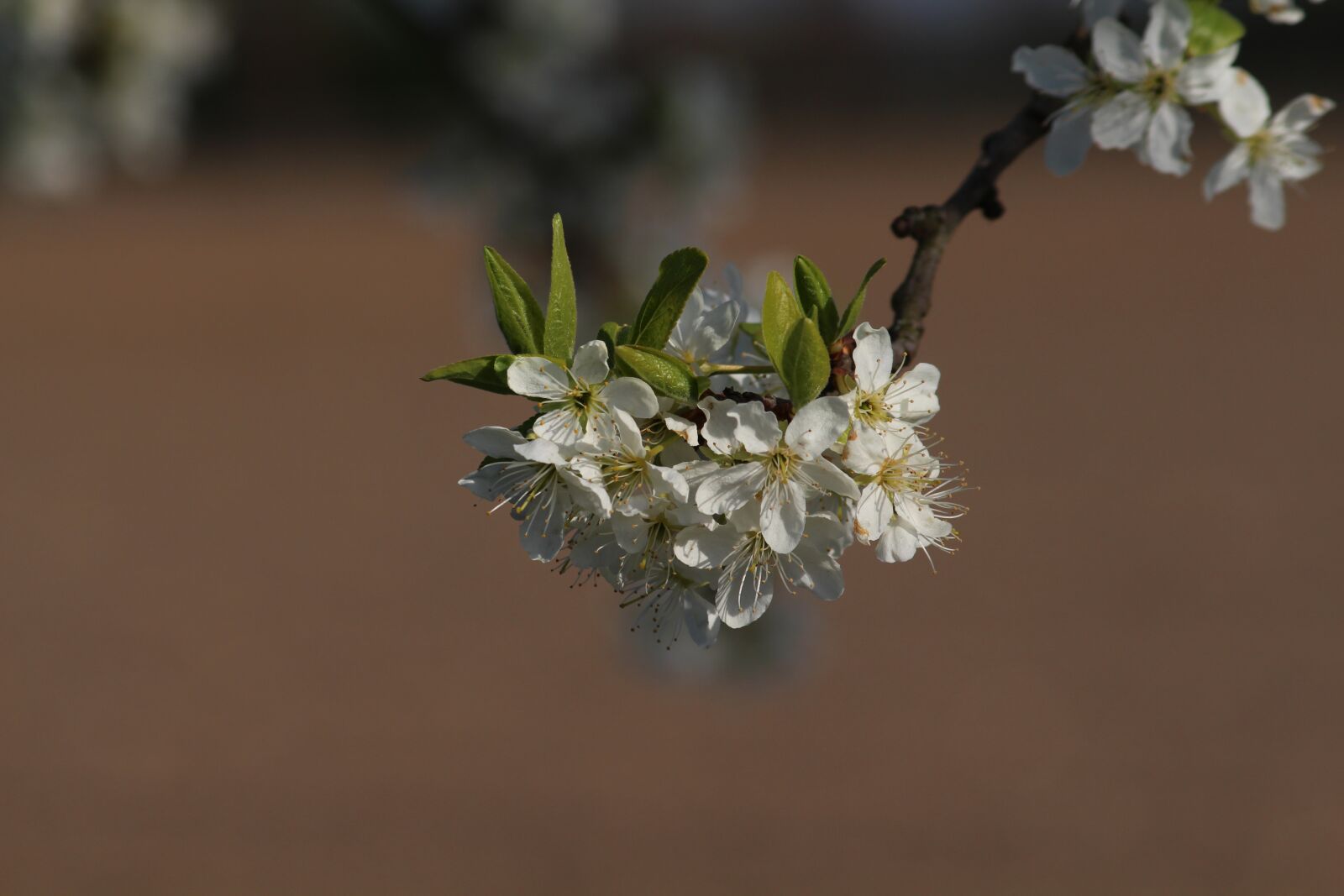 Canon EF 75-300mm F4.0-5.6 IS USM sample photo. Apple blossom, white, green photography