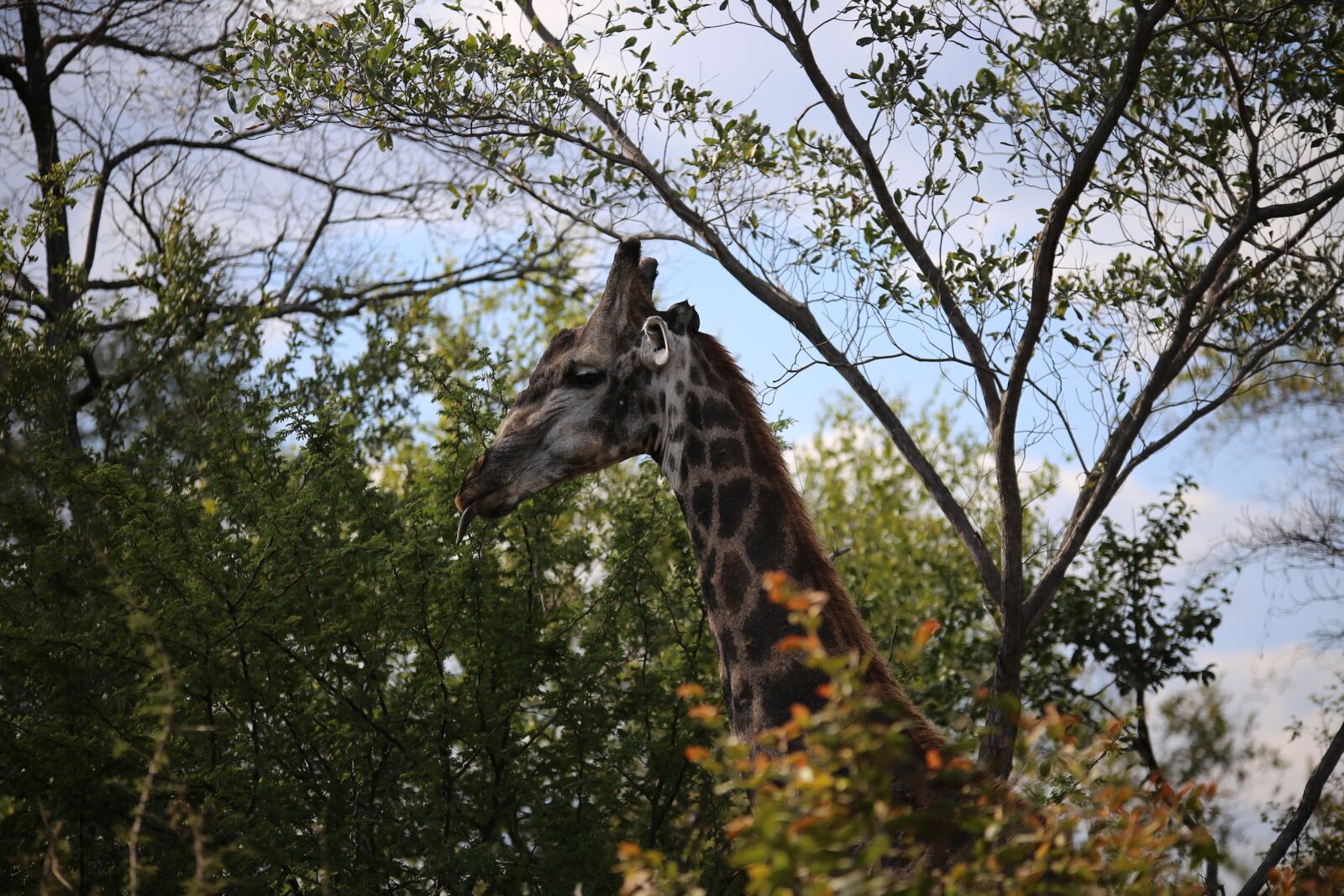 Canon EOS 6D sample photo. Giraffe, victoria falls national photography