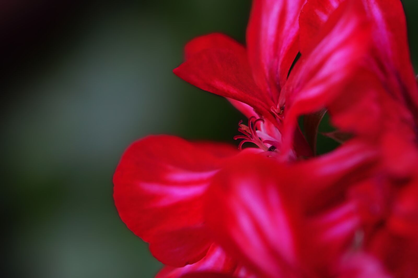 Sony a6000 sample photo. Plant, flower, geranium photography