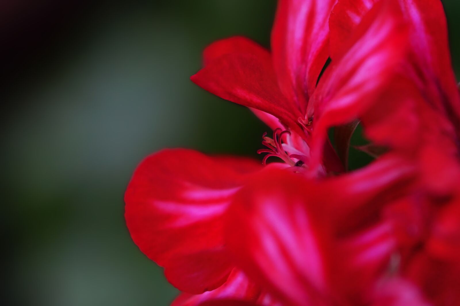 Sony a6000 + Sony FE 90mm F2.8 Macro G OSS sample photo. Plant, flower, geranium photography