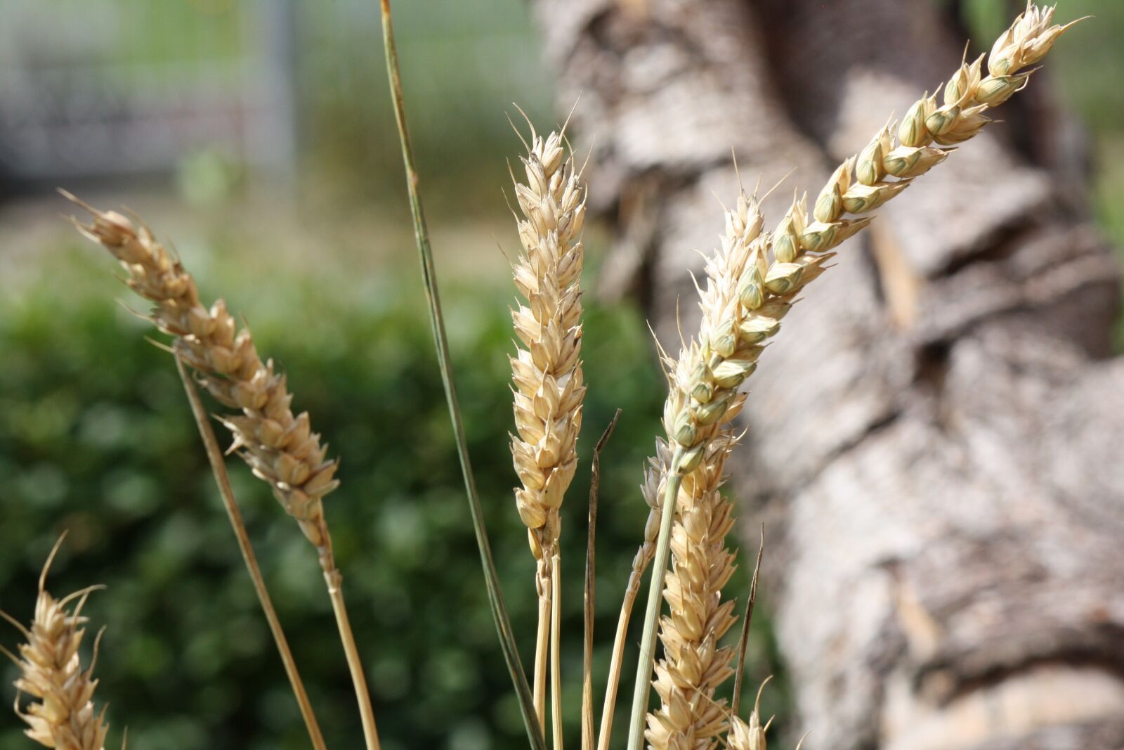 Canon EOS 1000D (EOS Digital Rebel XS / EOS Kiss F) sample photo. Cereals, grain, summer photography