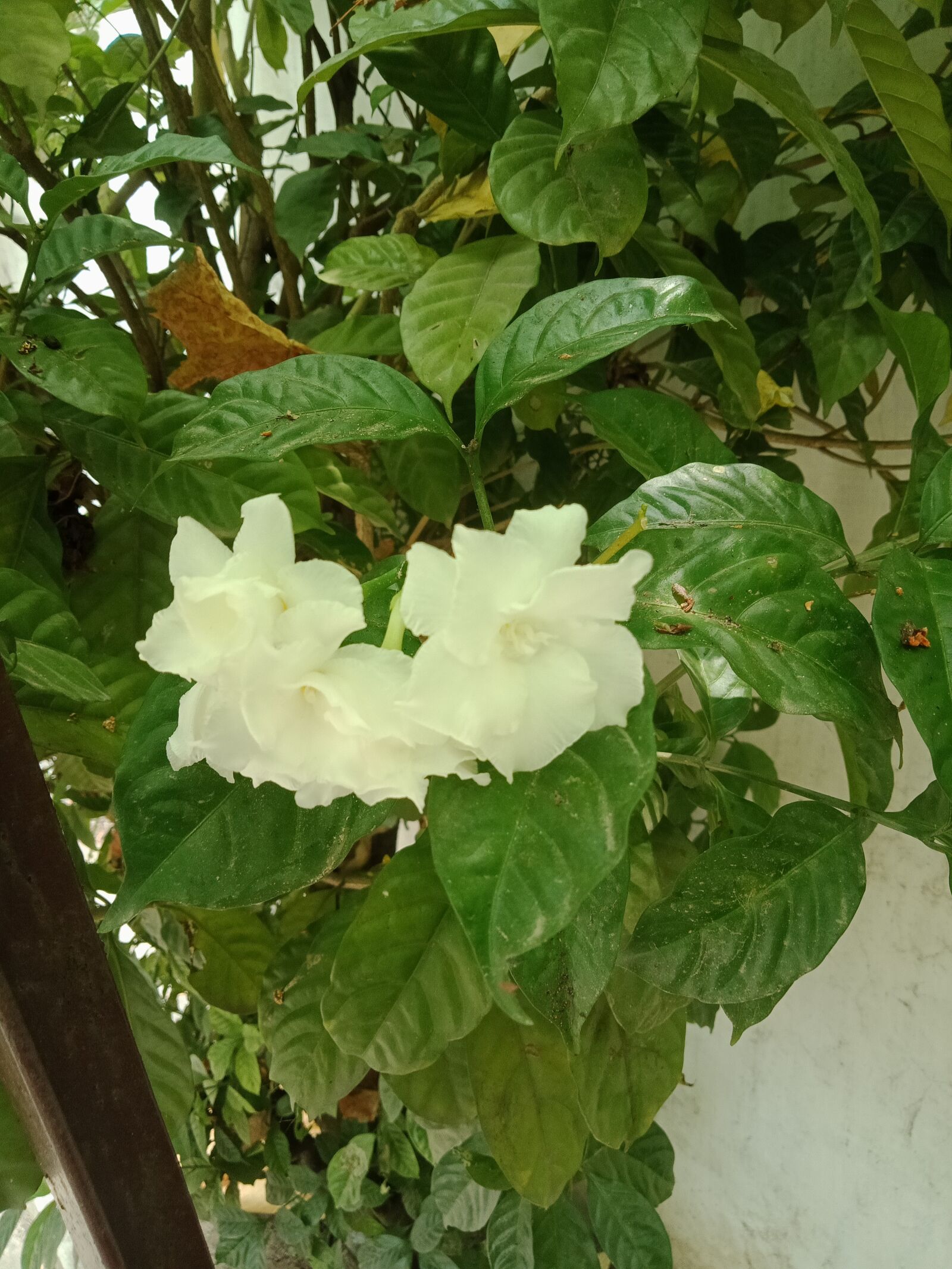 OPPO A83 sample photo. Leaves, green, white photography