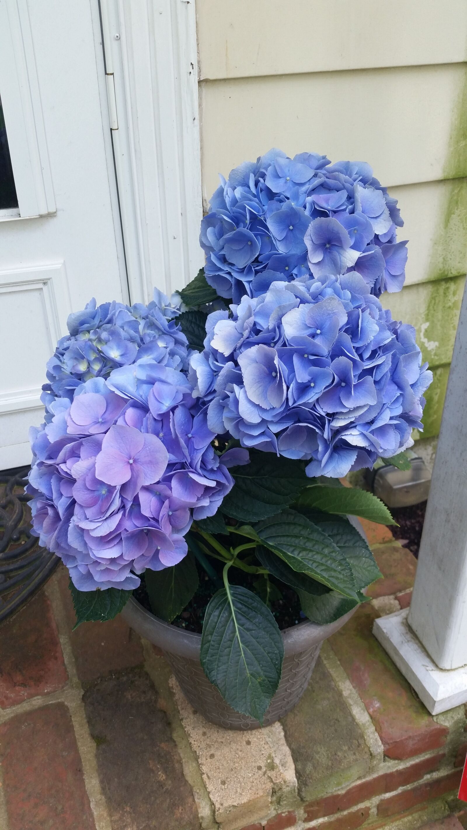 Samsung Galaxy S5 sample photo. Blue, hydrangeas, vase photography