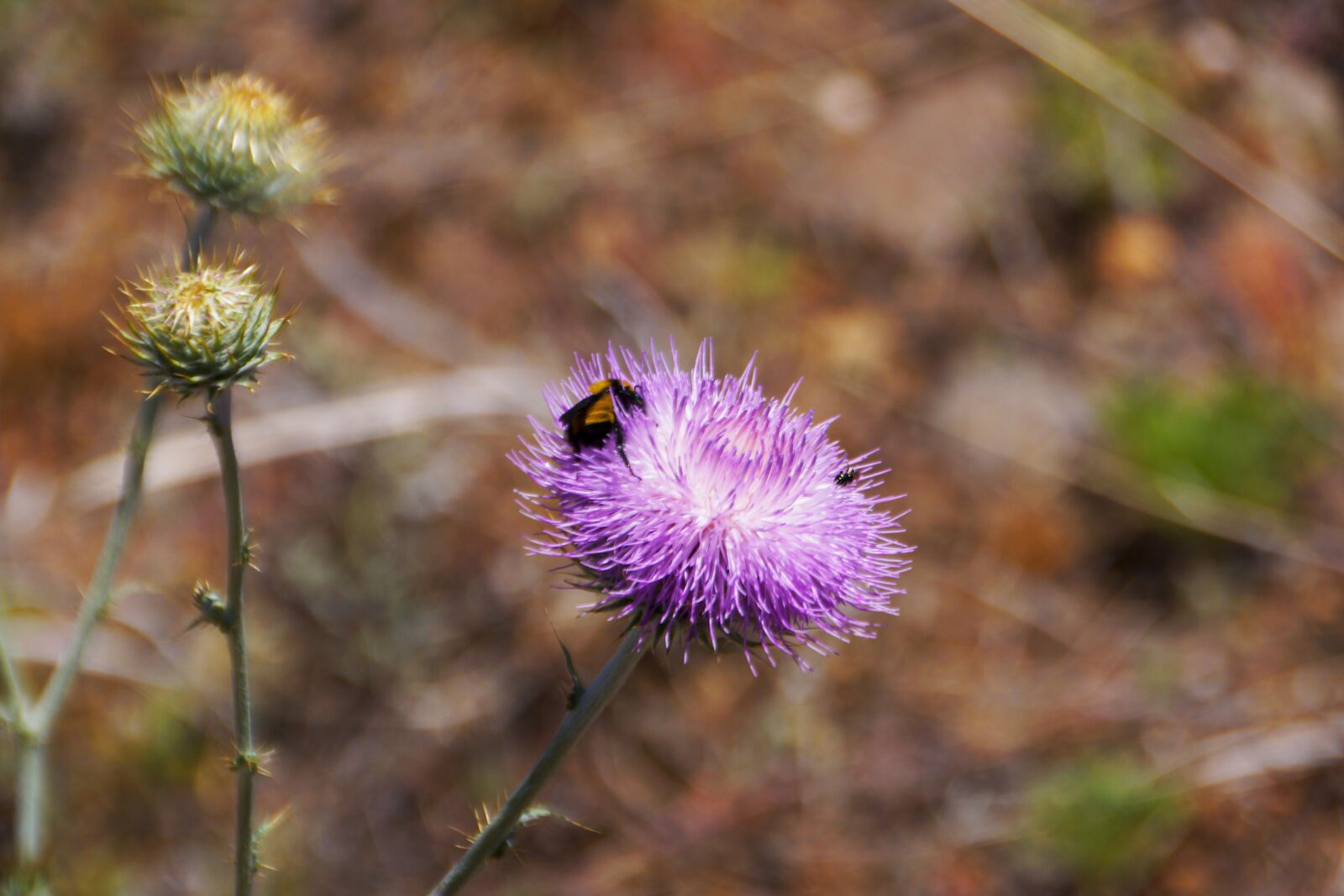 Sony DT 18-250mm F3.5-6.3 sample photo. Bee, flower, outdoor photography