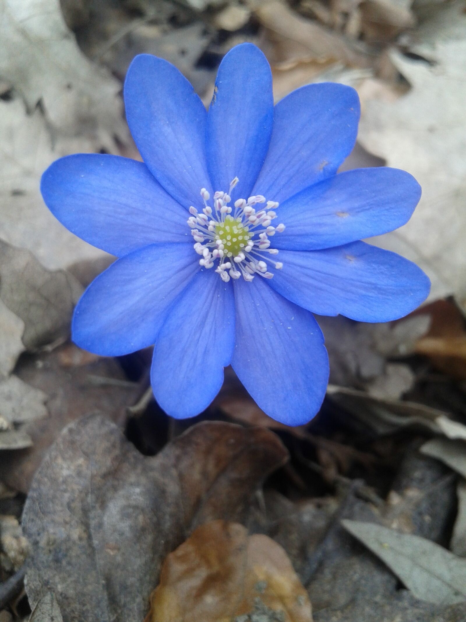 Samsung Galaxy Core Plus sample photo. Nature, flower, flora photography