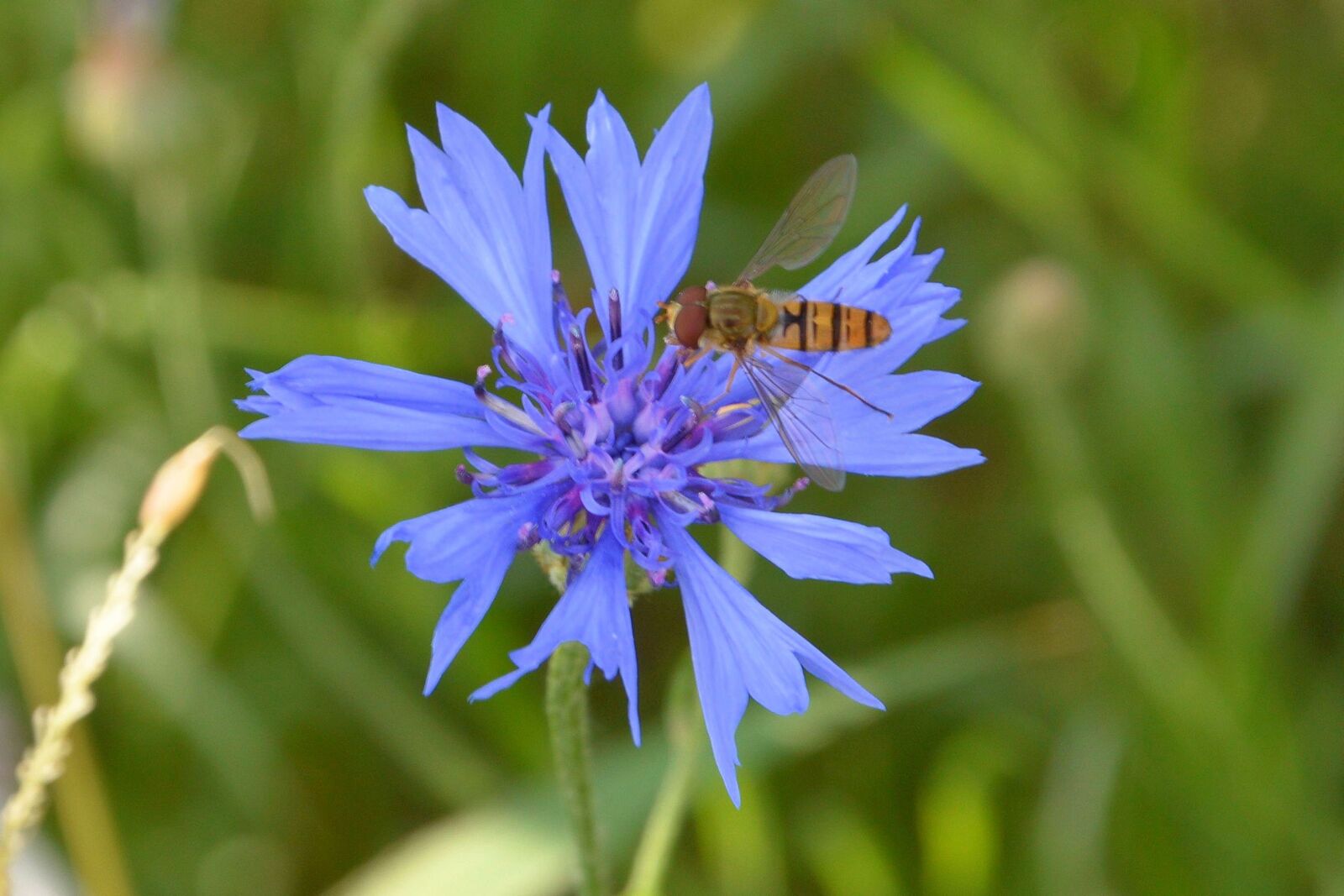 Nikon D3200 sample photo. Cornflower, blue, wild bee photography