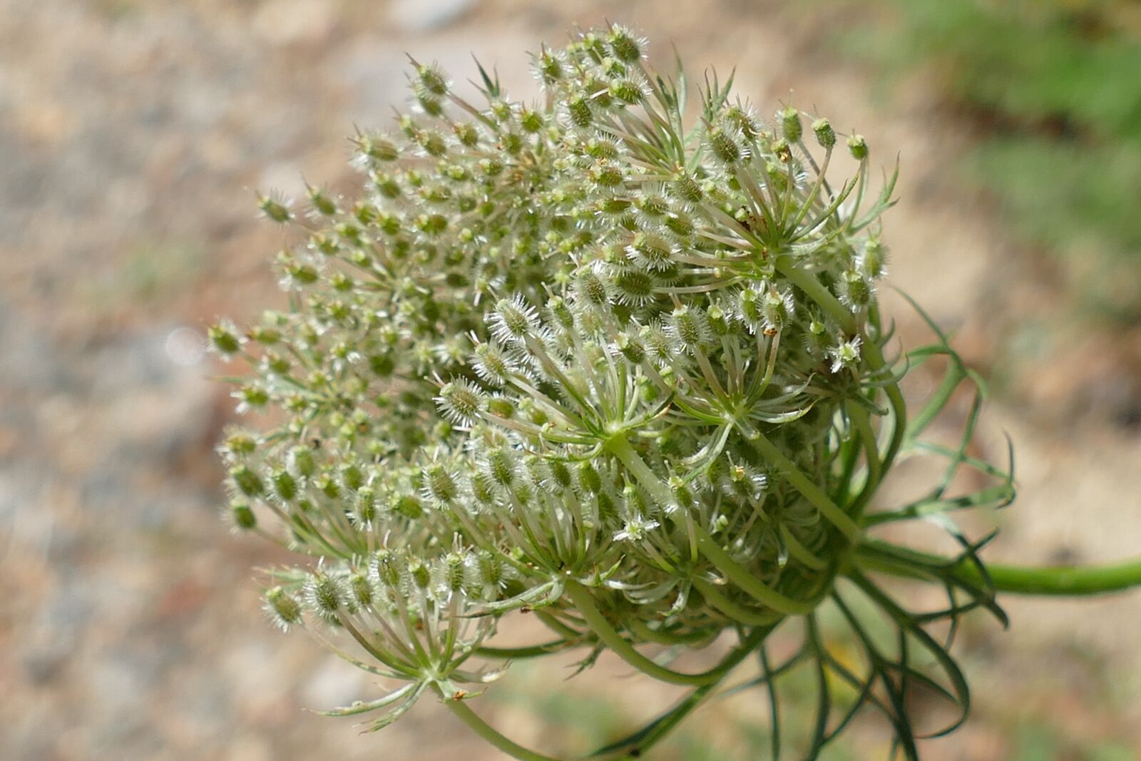 Panasonic Lumix DMC-FZ1000 sample photo. Flutes herb, anthriscus sylvestris photography