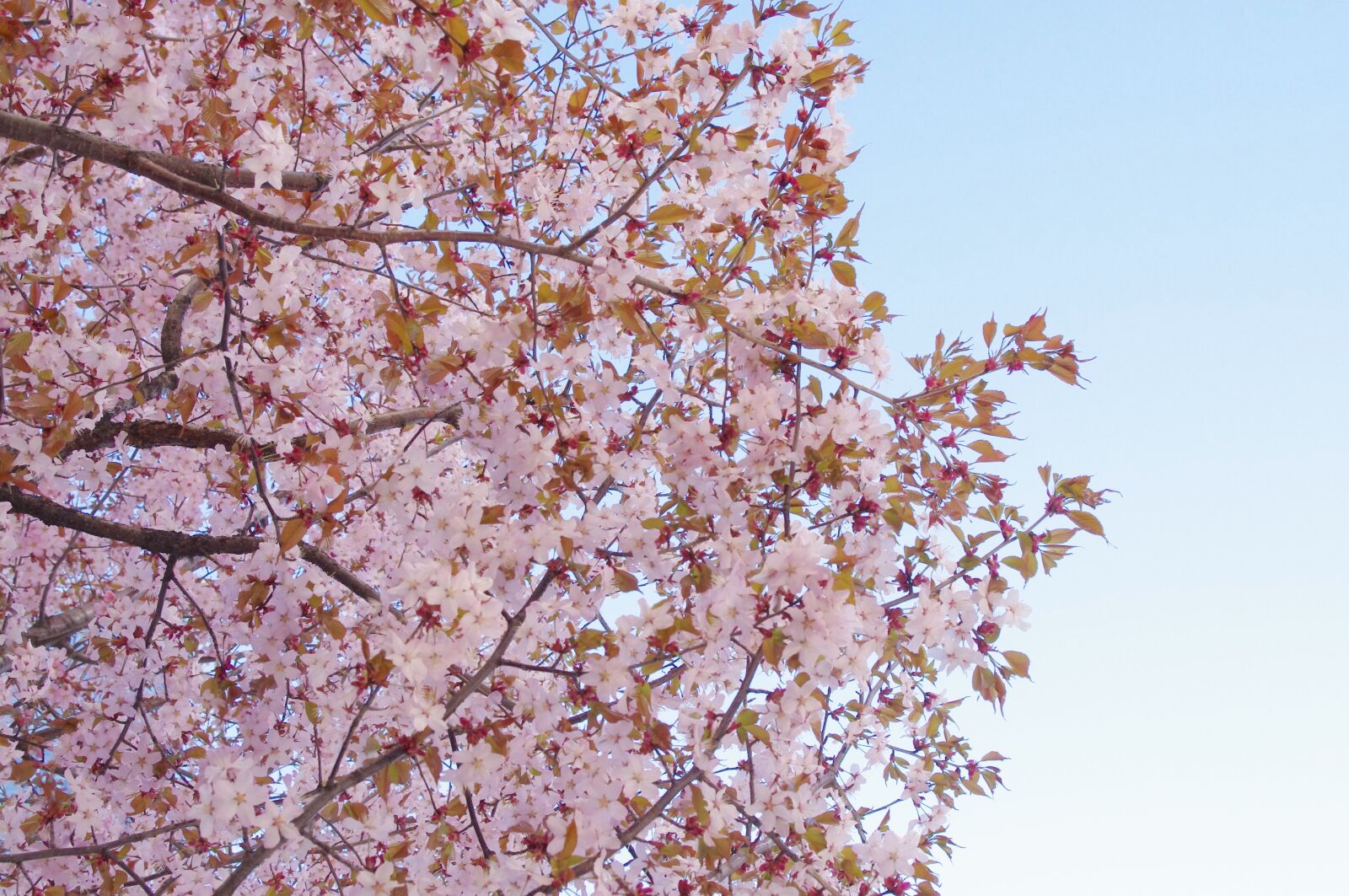 Pentax K-r sample photo. Sakura, flower, japan photography
