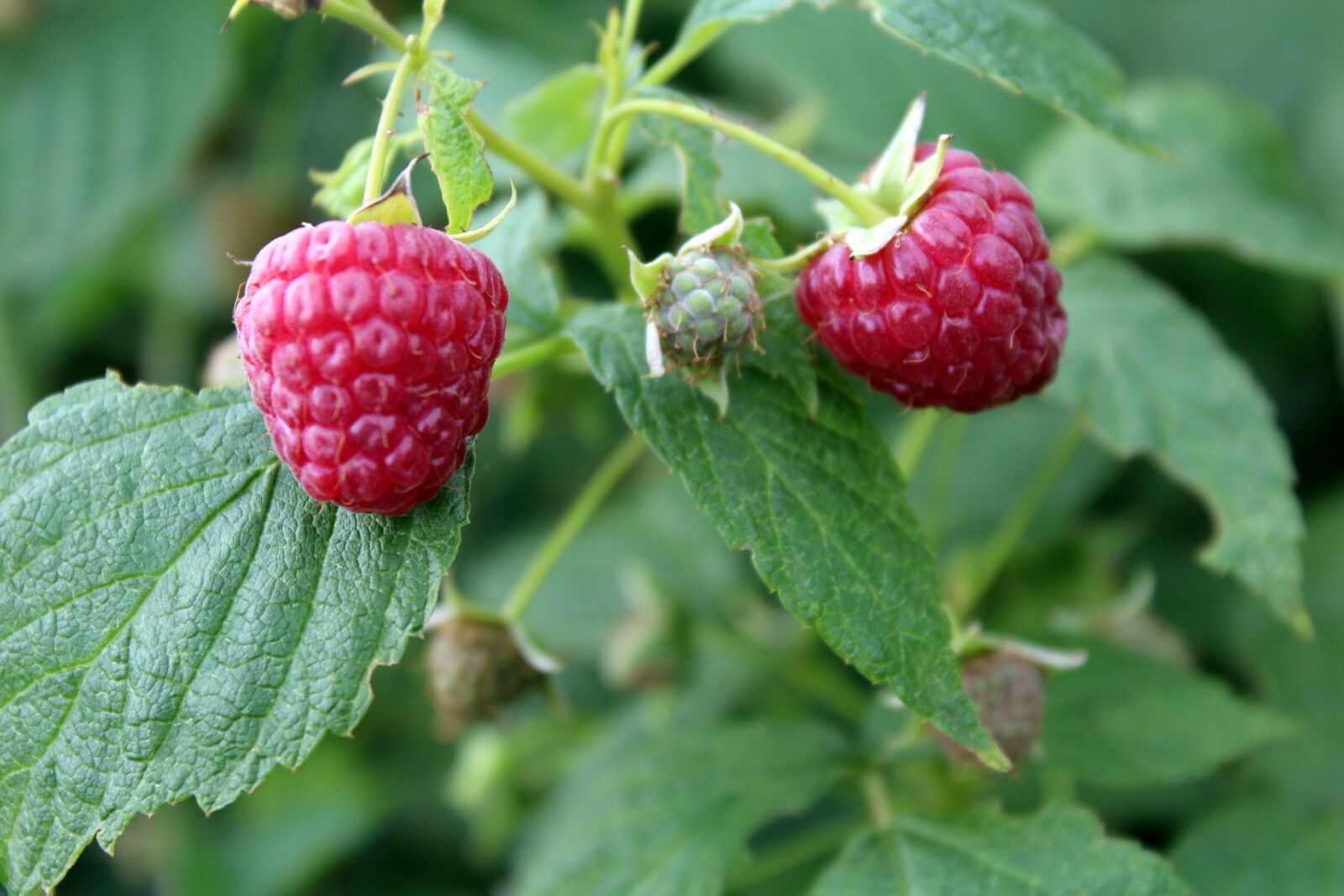 Canon EOS 1200D (EOS Rebel T5 / EOS Kiss X70 / EOS Hi) sample photo. Raspberries, fruit, garden photography