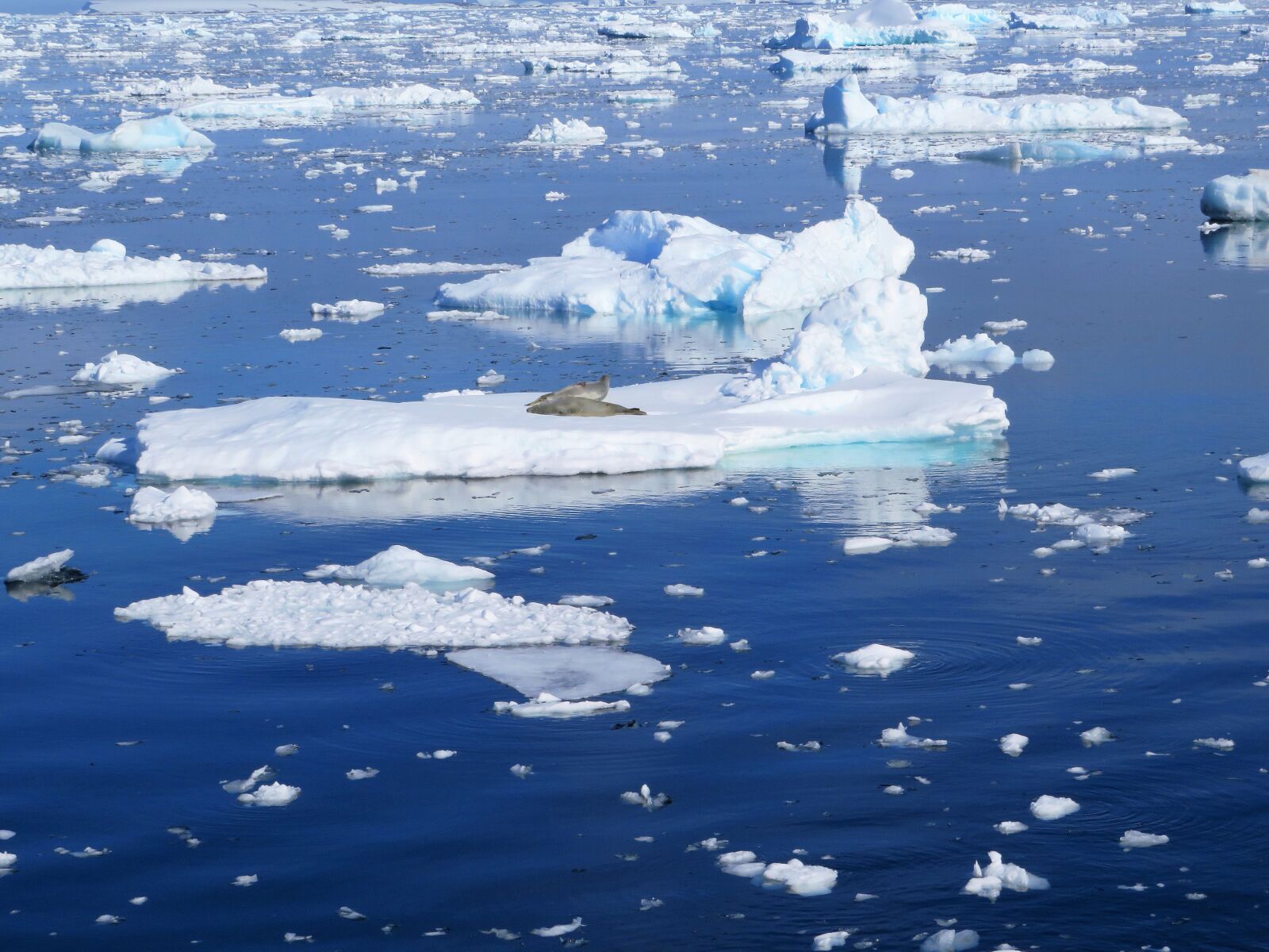 Canon PowerShot SX540 HS sample photo. Antarctica, ice floe, sea photography