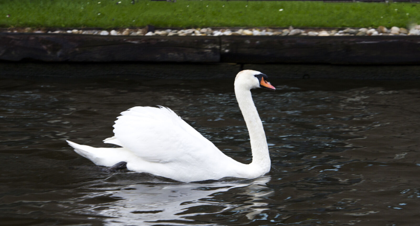 Nikon D3S sample photo. Bird, swan, white, swan photography