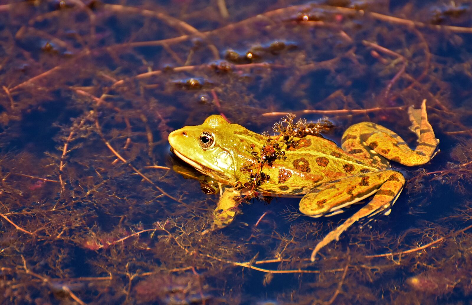 Nikon D7200 sample photo. Frog, pond, animal photography