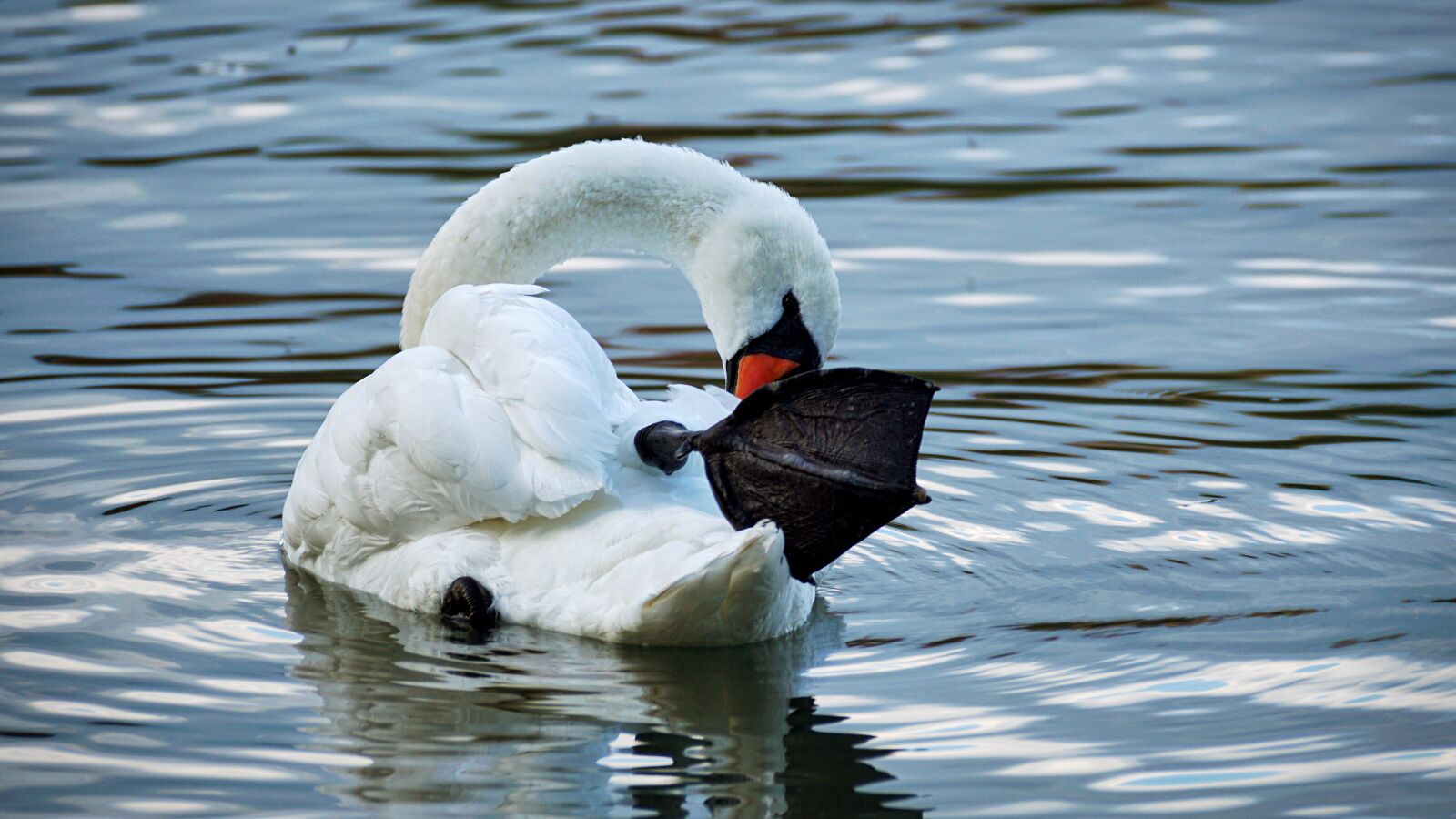 Sony DT 55-300mm F4.5-5.6 SAM sample photo. Swan, white, swim photography