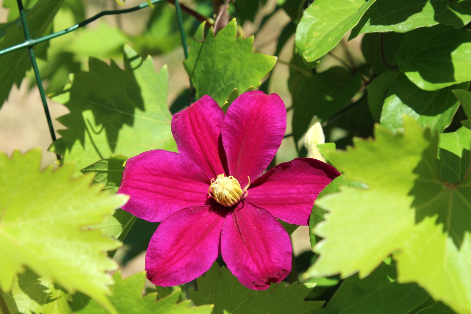 Canon EOS 1200D (EOS Rebel T5 / EOS Kiss X70 / EOS Hi) sample photo. Clematis, creeper, flower photography