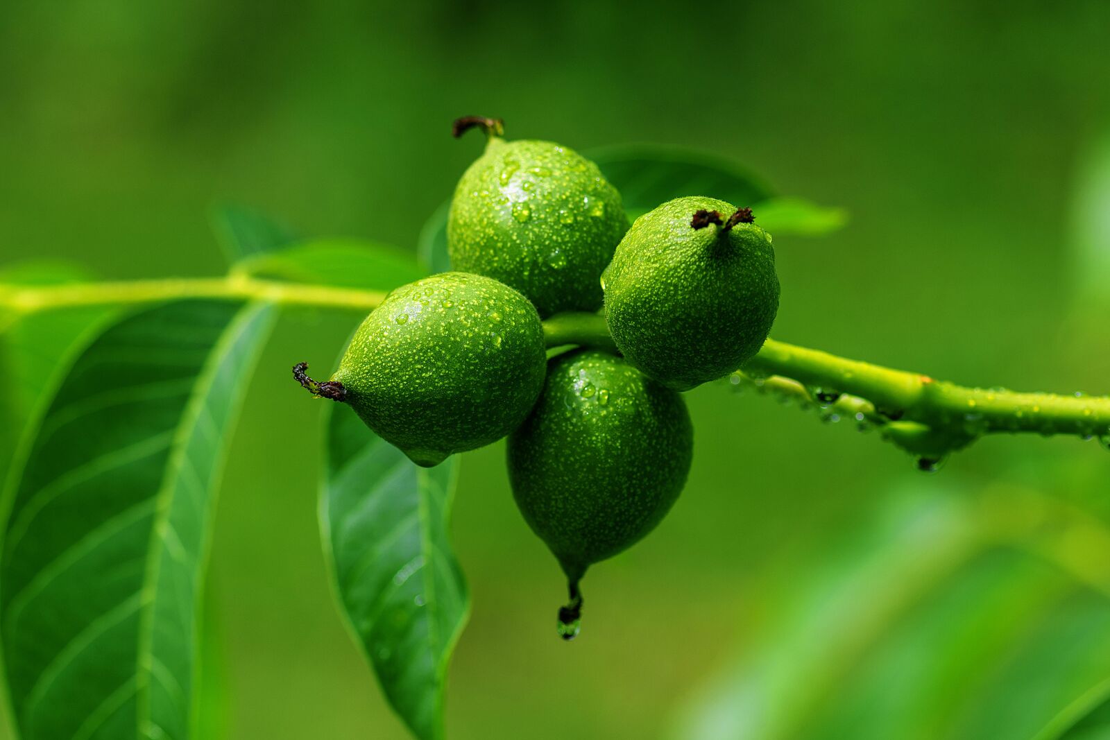 Nikon D7200 sample photo. Walnut, leaves, nuts photography