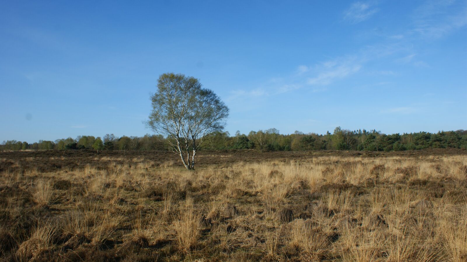Sony Alpha DSLR-A350 sample photo. Heide, landscape, cold photography