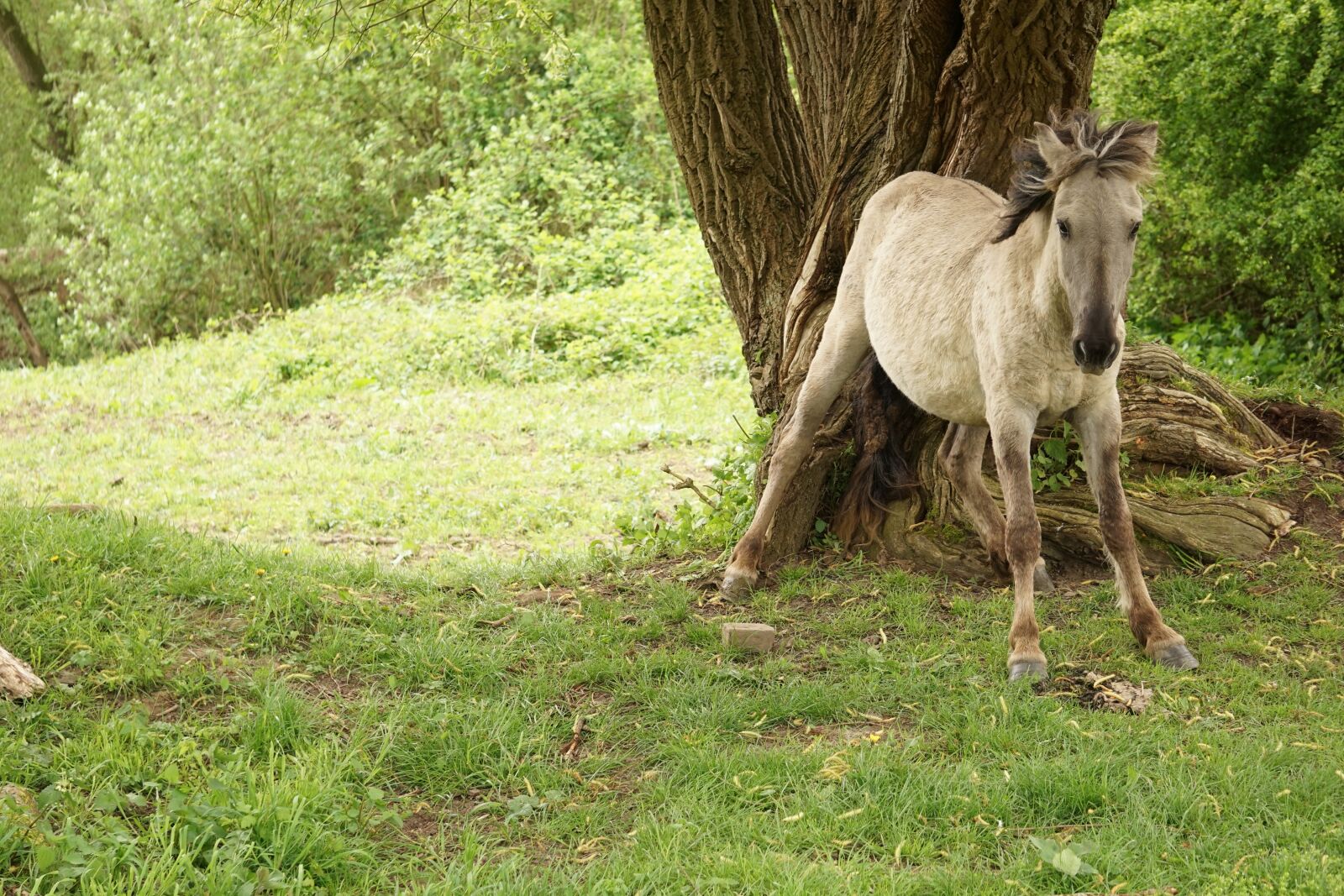 Sony E 55-210mm F4.5-6.3 OSS sample photo. Horse, animal, konikspaard photography