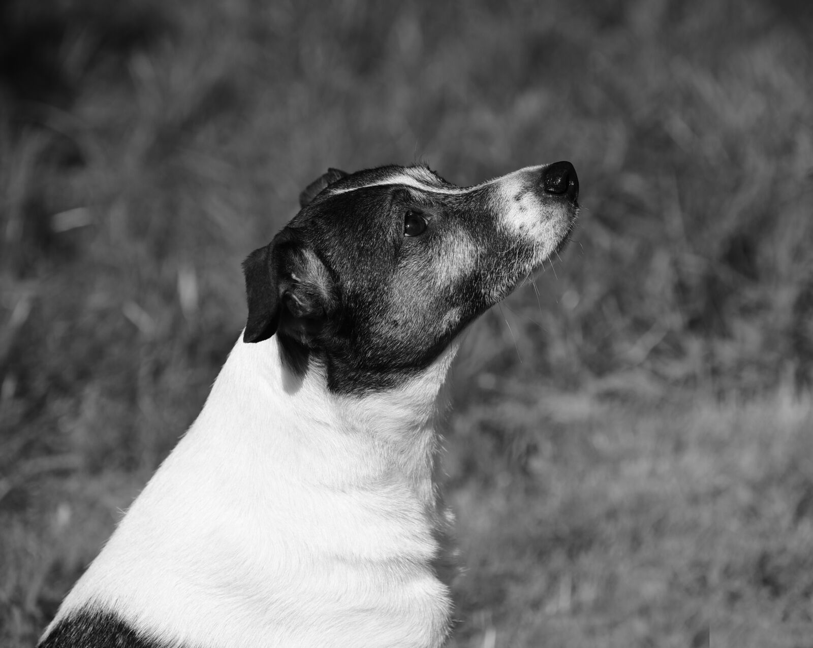 Nikon D750 sample photo. Dog, animal, pet photography