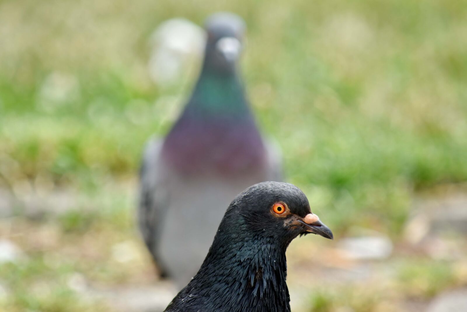Nikon D5500 sample photo. Focus, head, pigeon, portrait photography